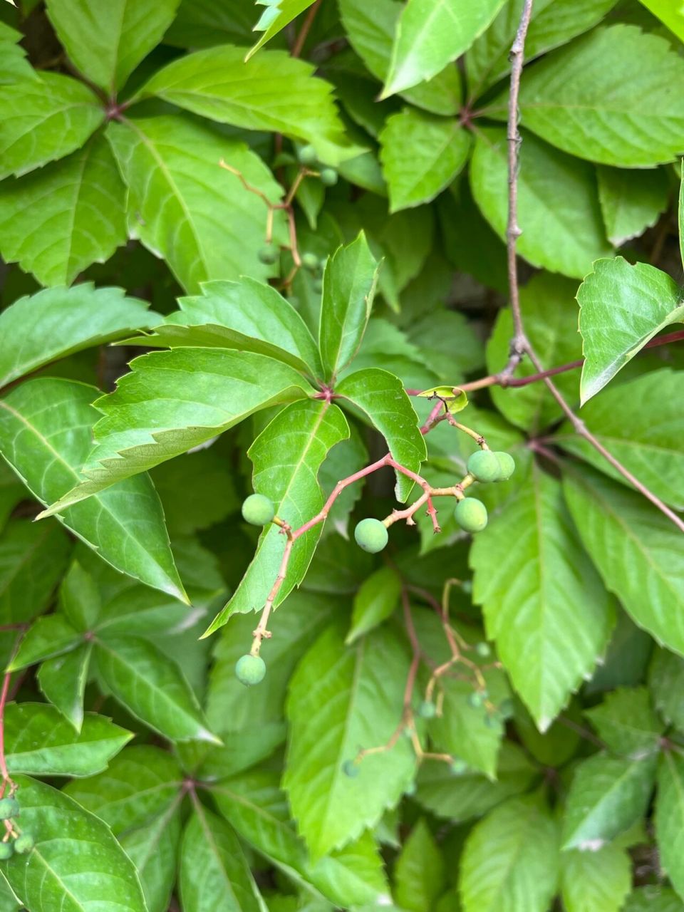 07.25五叶爬山虎 五叶爬山虎(学名:p.thomsoni)葡萄科爬山虎属.
