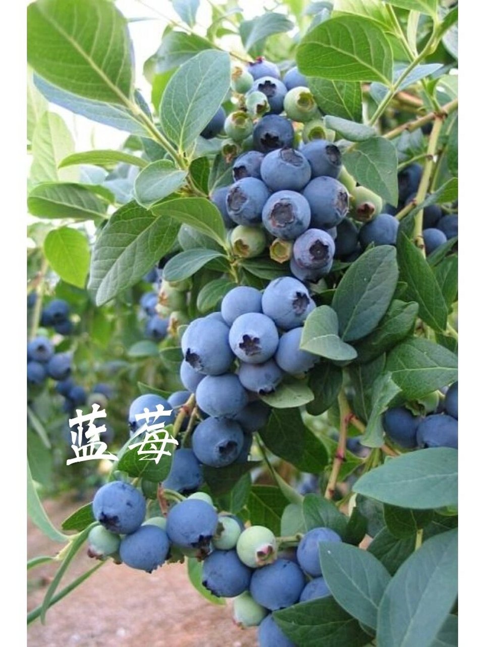 识花|蓝莓 9797蓝莓(学名:vaccinium02spp.