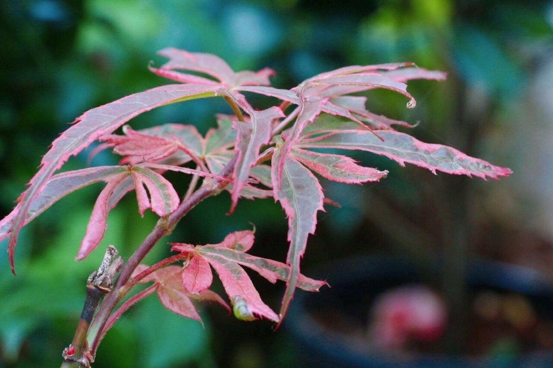 枫树品种介绍(九)——希拉蕊(热舞) 希拉蕊这个品种是去年入的,感觉