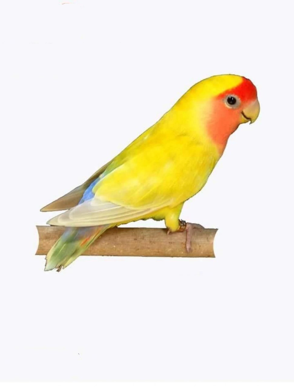 牡丹鹦鹉黄化系列常见组合 顺序依次为: 黄桃,红头黄化闪,蓝腰黄桃(红