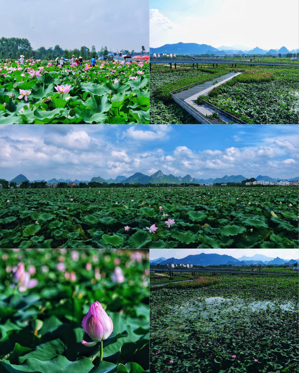 覃塘区荷花风景区介绍图片