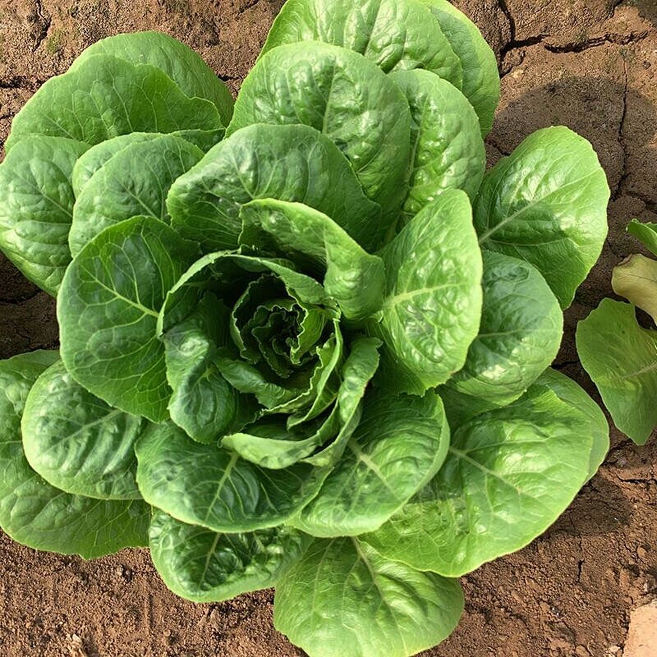 寿司孔雀菜有颜好养,耐热适合夏季种,易成 我们菜地里种了一些寿司