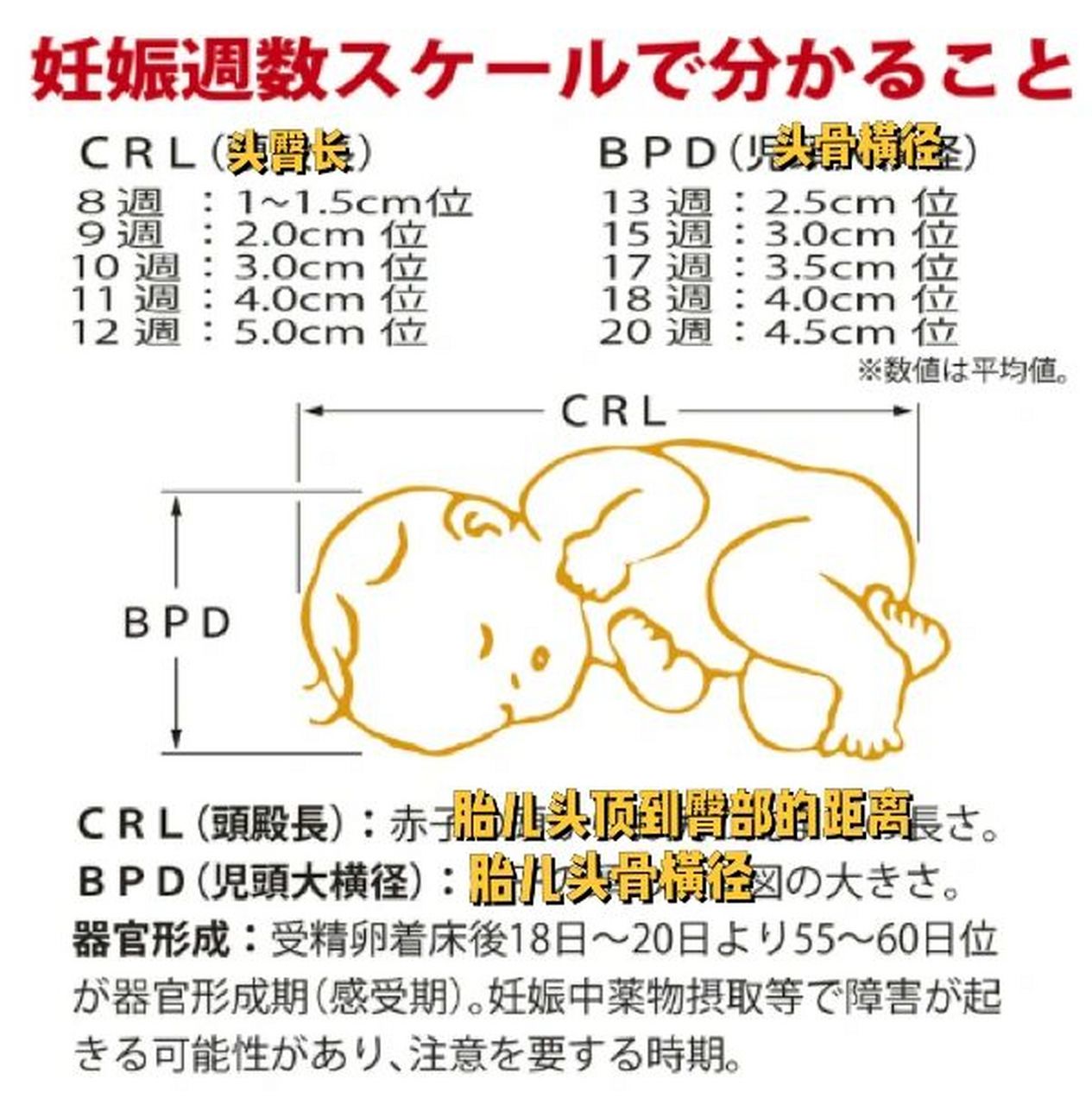 常见产检英文缩:crl/bpd/afi/aptd…简介 妇产科其实有很多英文缩写