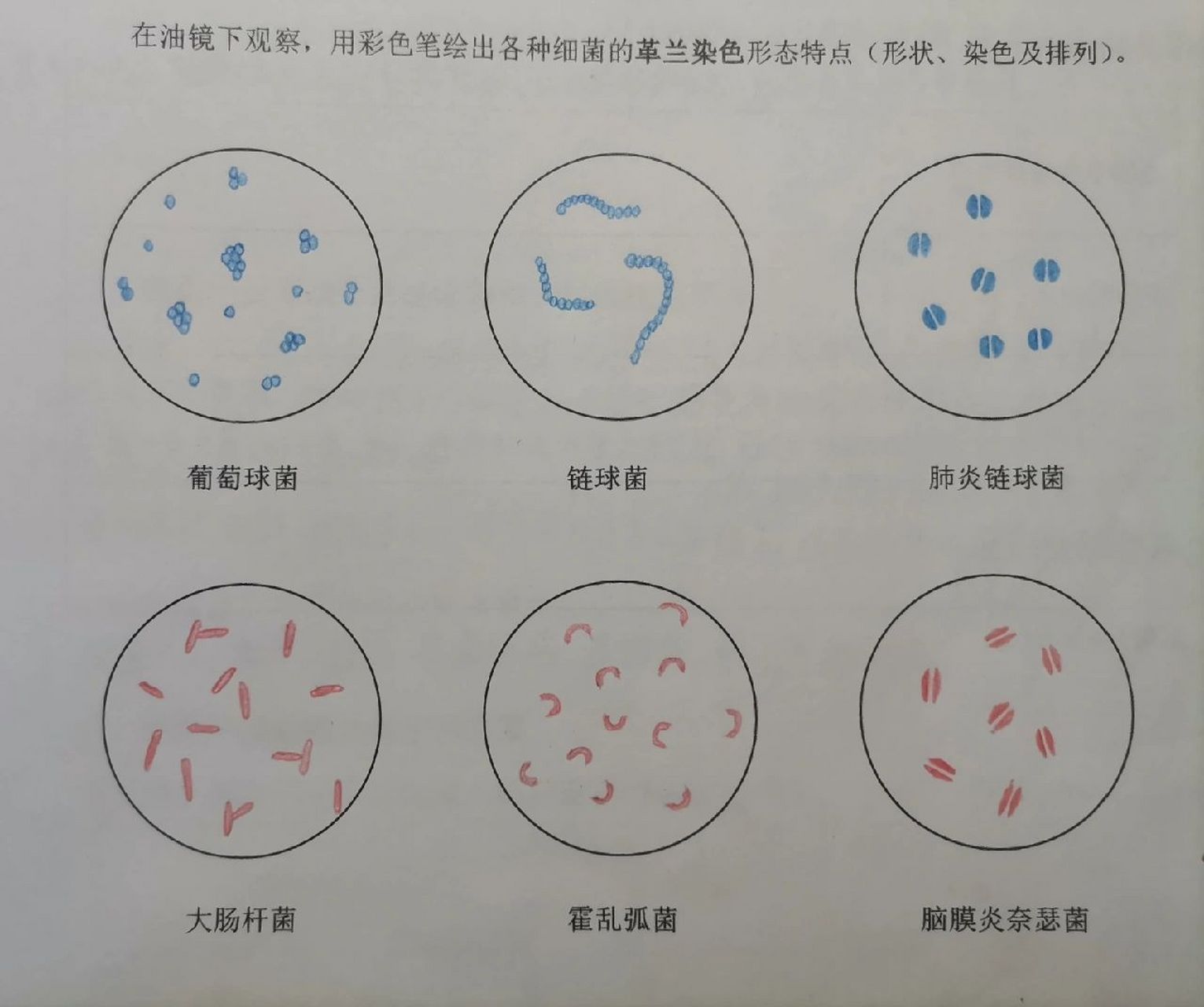 葡萄球菌学生手绘图图片