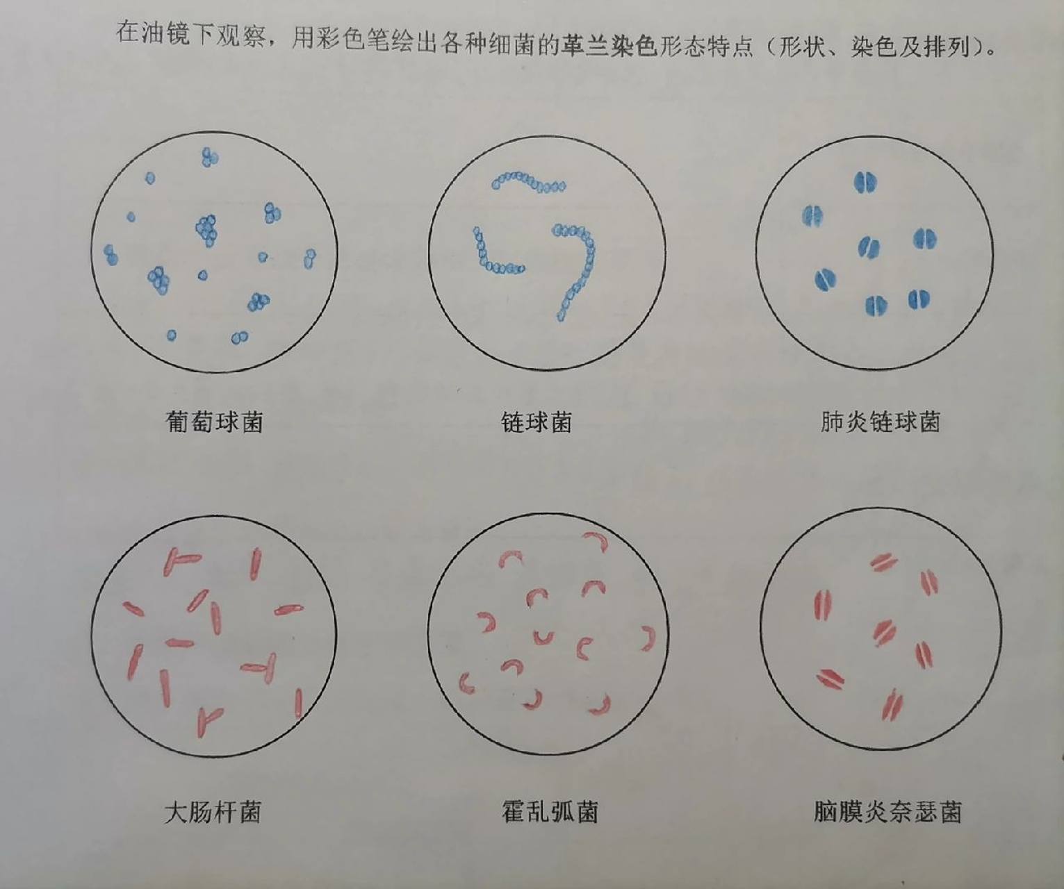 细菌的形态与结构手绘图 细菌的形态与结构手绘图