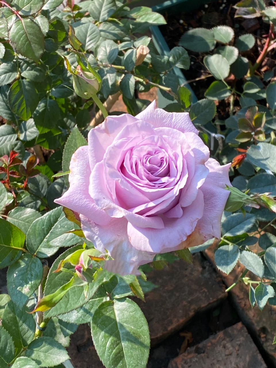 【ラグジュアリー天然香水月季】瞎买的切花月季 该切花月季日文名字