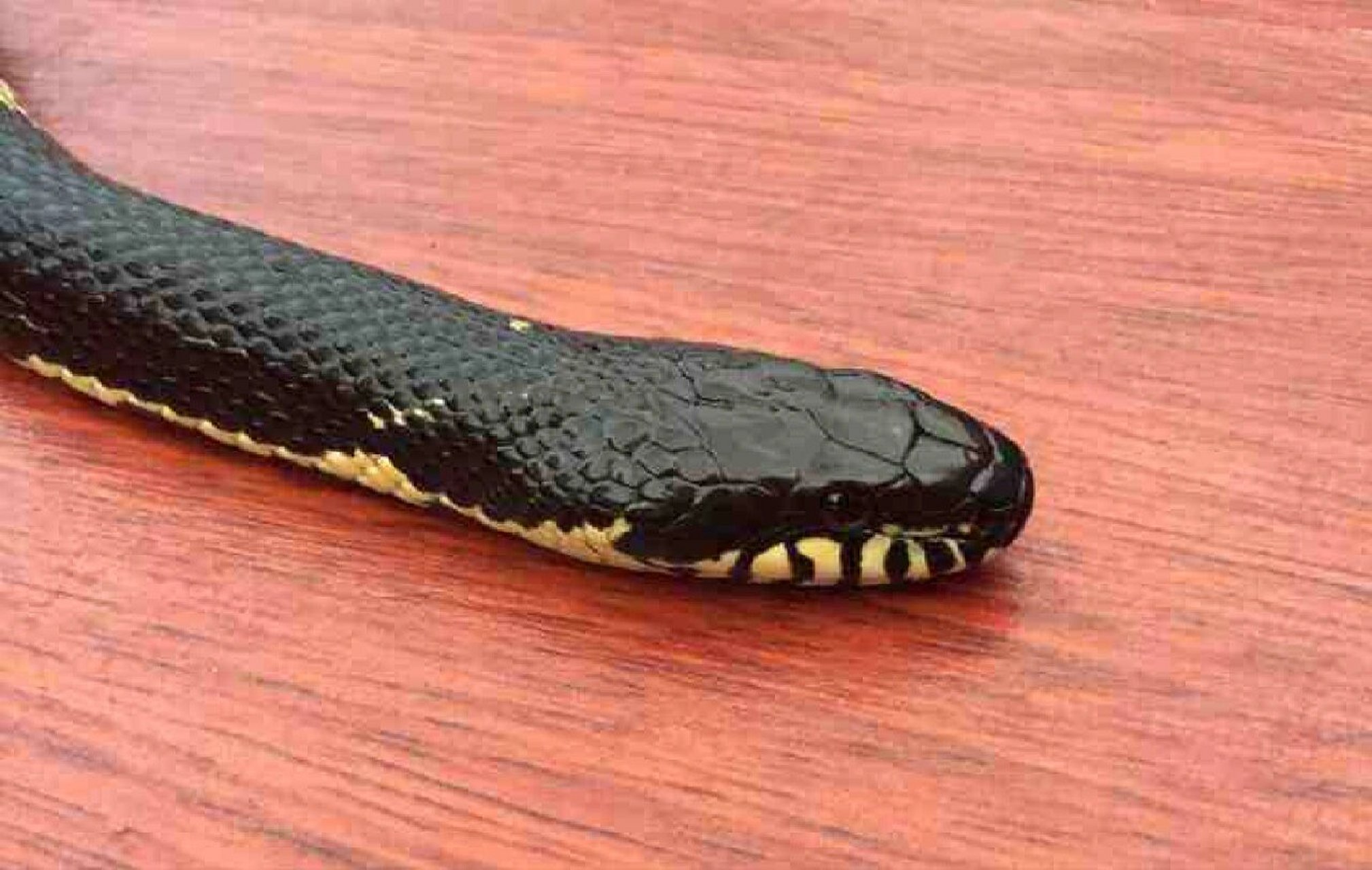 养棕黑蛇都需什么,怎么养来看看 图片来源百度 怎么养啊!