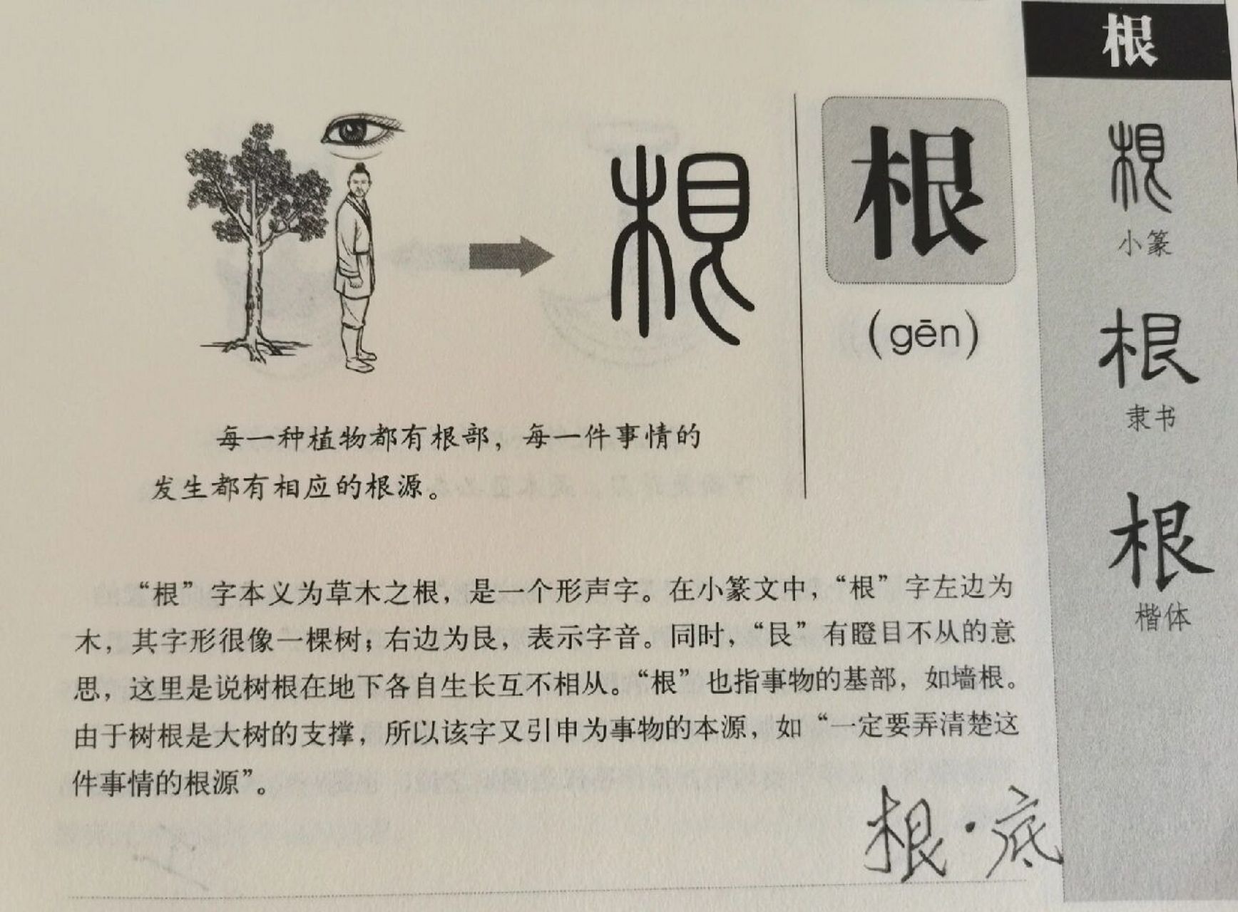 今天学"根"字: 形声字,本义是大树的根,后来引申