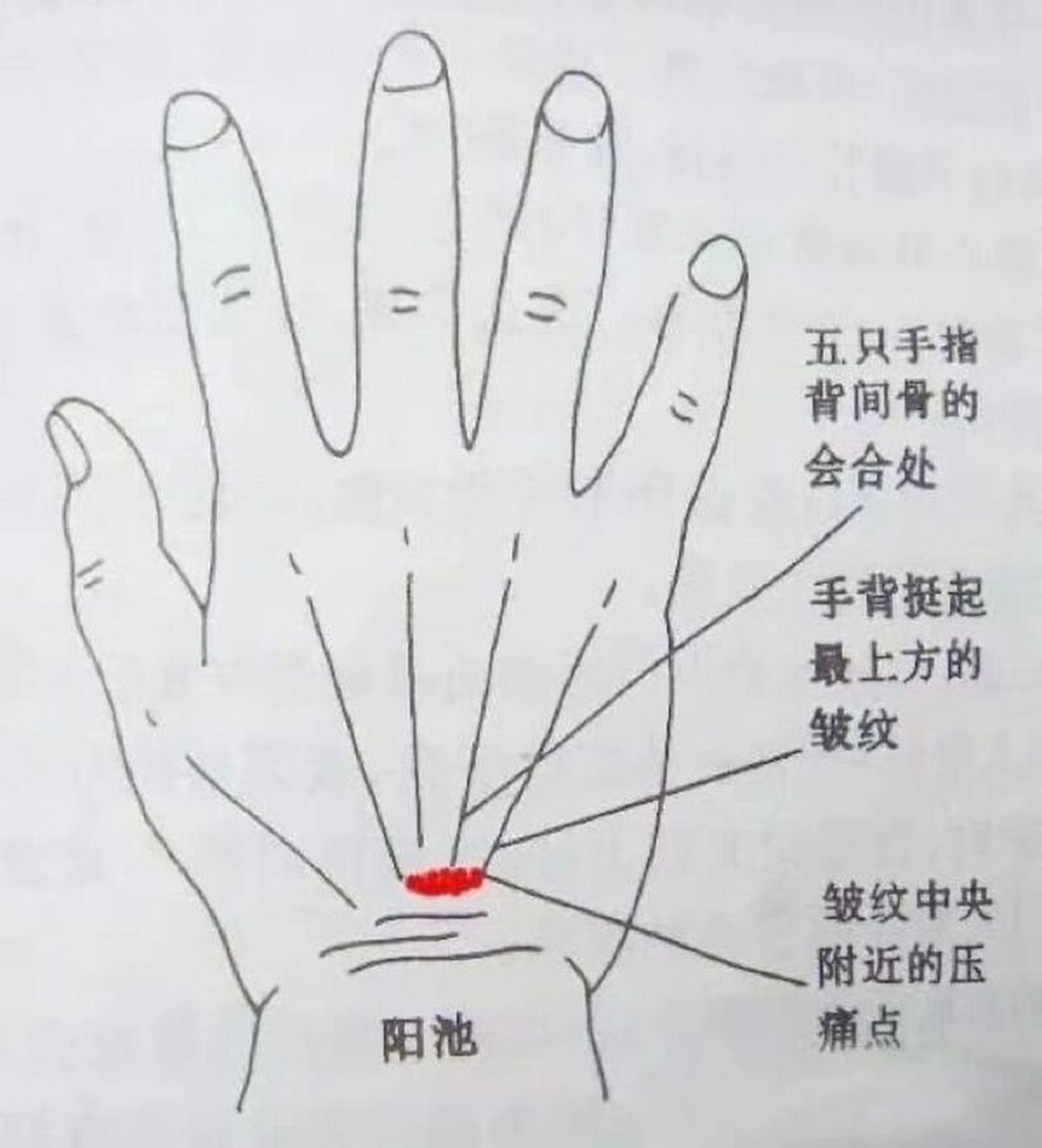 阳池穴 阳池穴,促进血液循环,支配全身血液循环及荷尔蒙分泌的重要