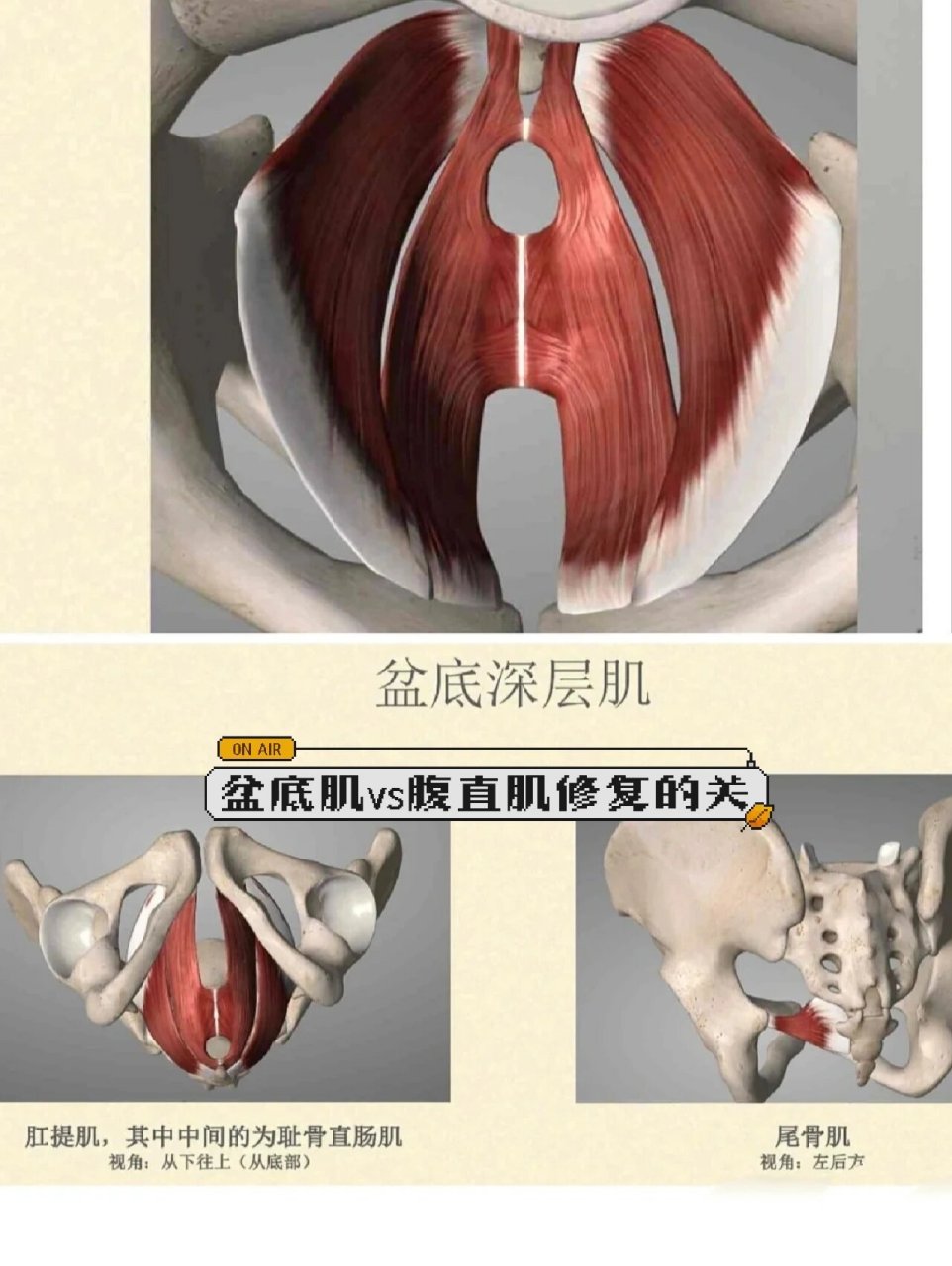 为什么修复盆底肌就一定要做腹直肌 有点宝妈妈说我就想做盆底肌,腹直