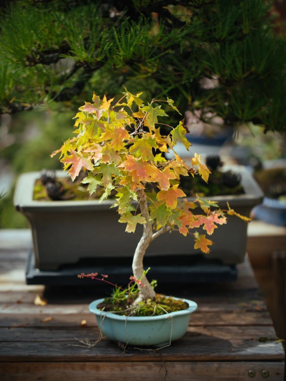 一棵国产原生五角枫 一棵国产原生五角枫,春天路边摊买的,秋天叶子在