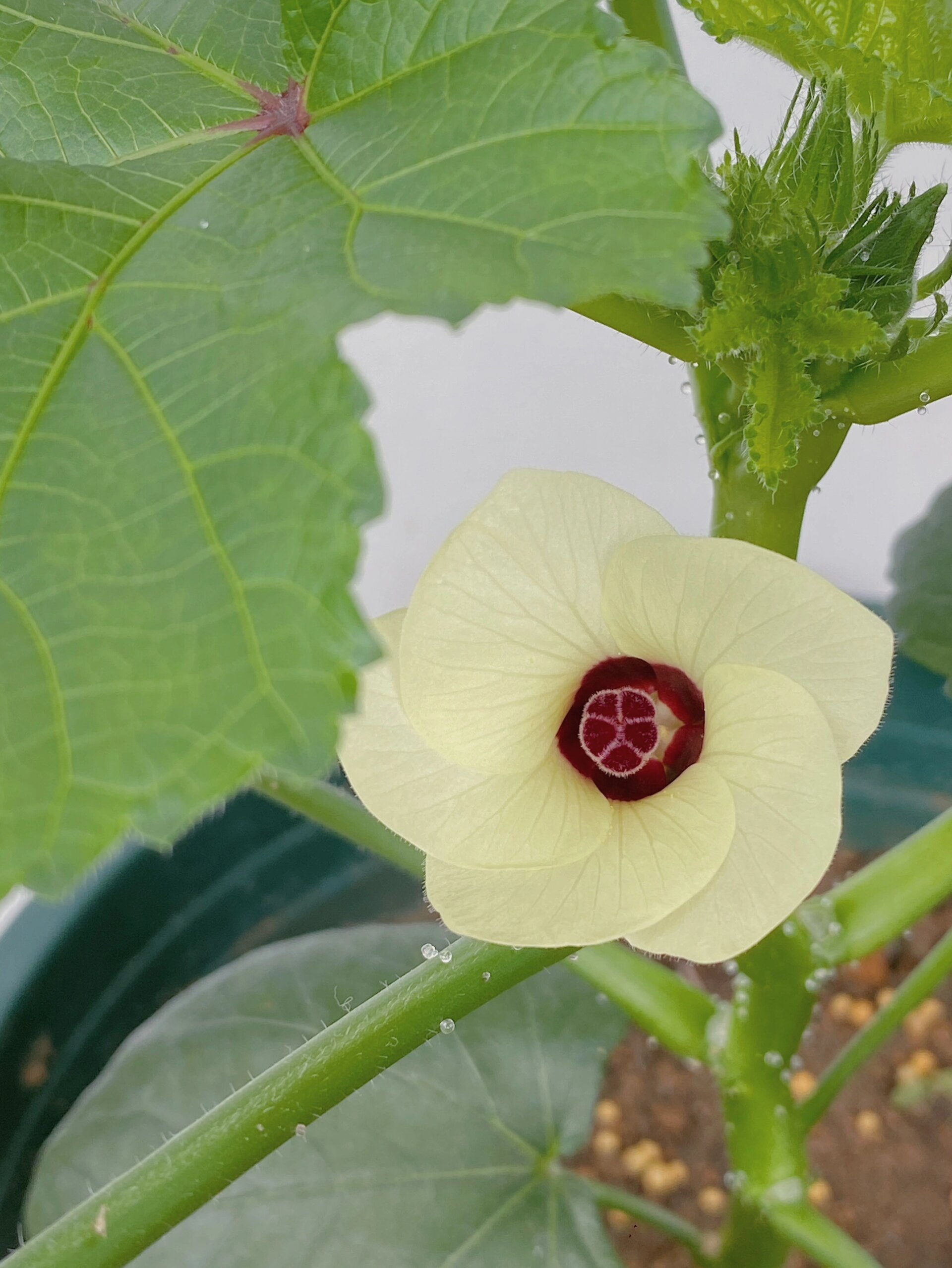 没想到秋葵花居然这么好看 头一次见秋葵开花,真是貌美.