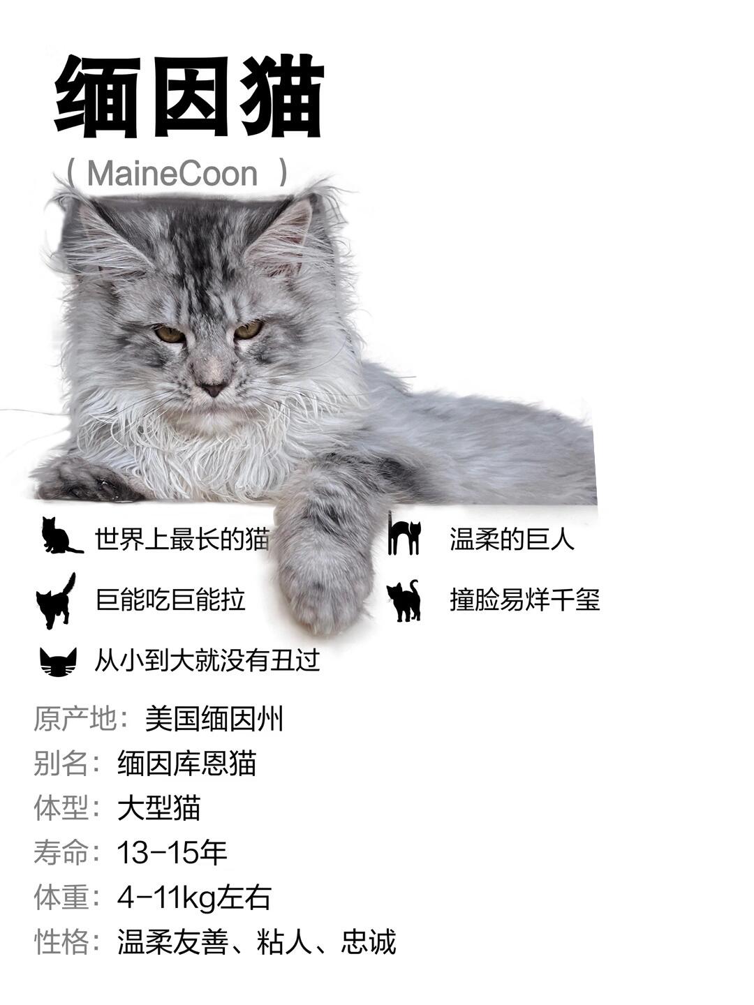 一起了解缅因猫