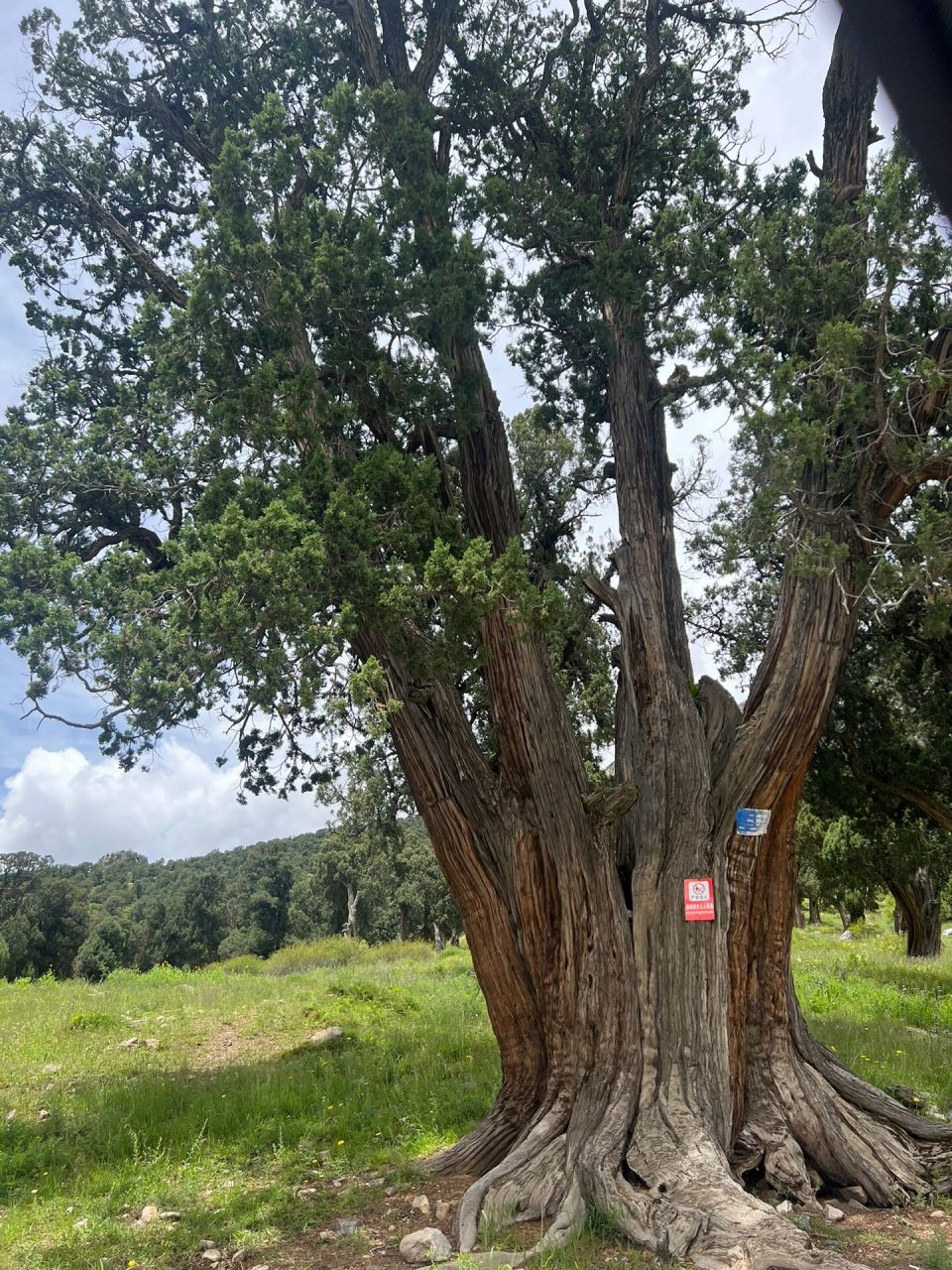 热振寺柏香树图片