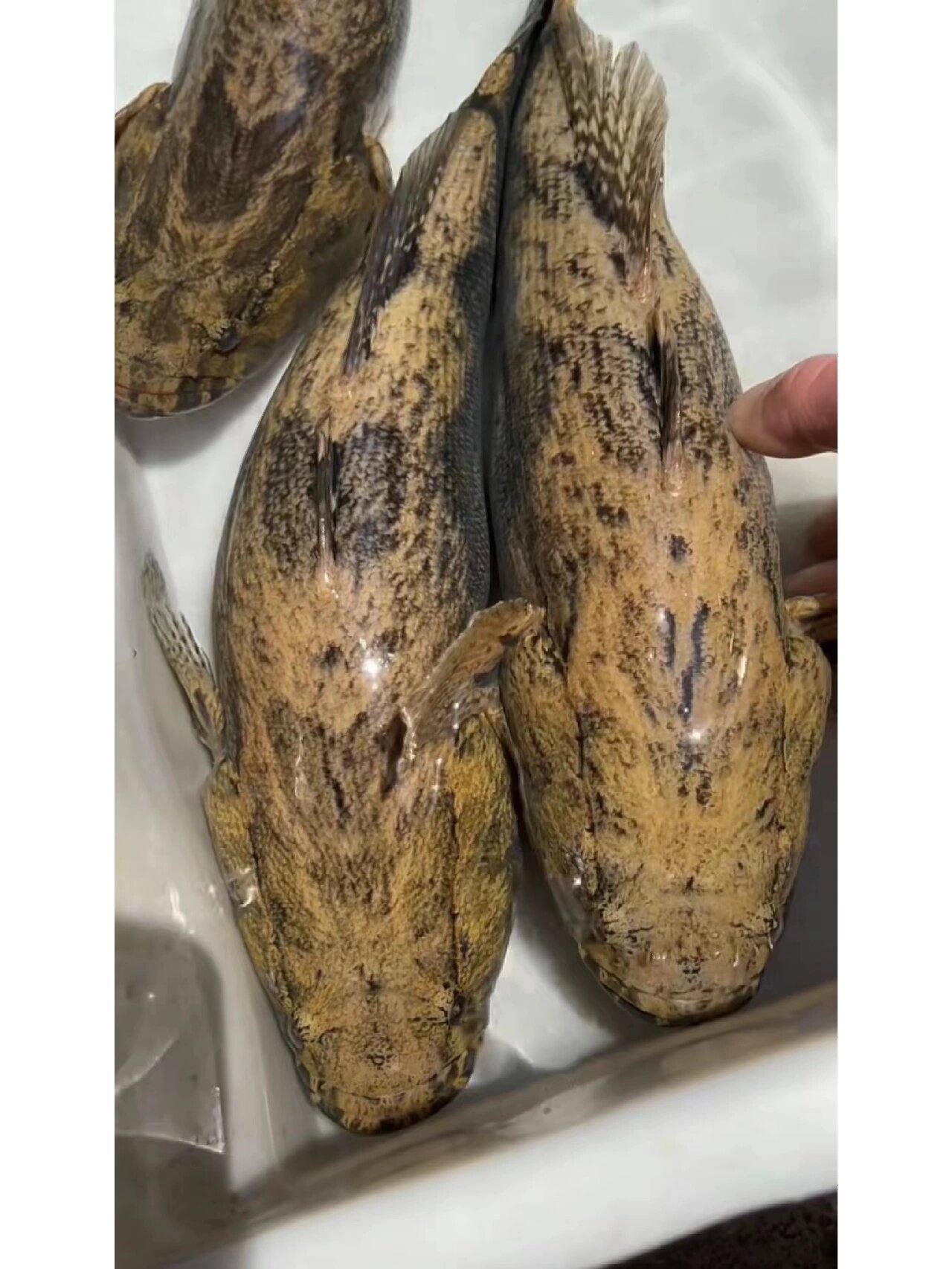 笋壳鱼(呆子鱼),骨刺少肉质鲜嫩,2斤一条,活寄到家