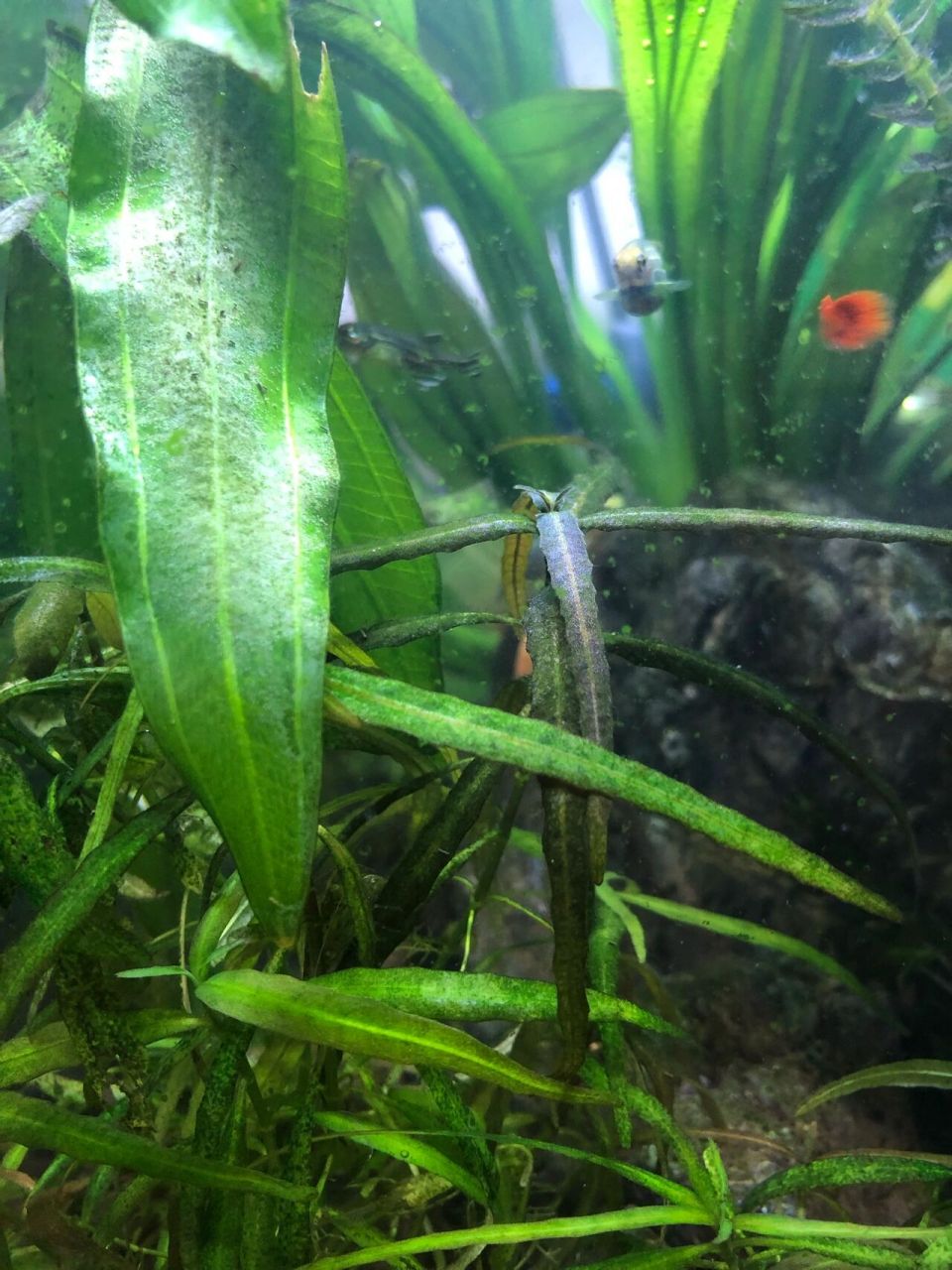 水草发黑 为什么水草会发黑,发黑的部分还能抠掉,求大神指点