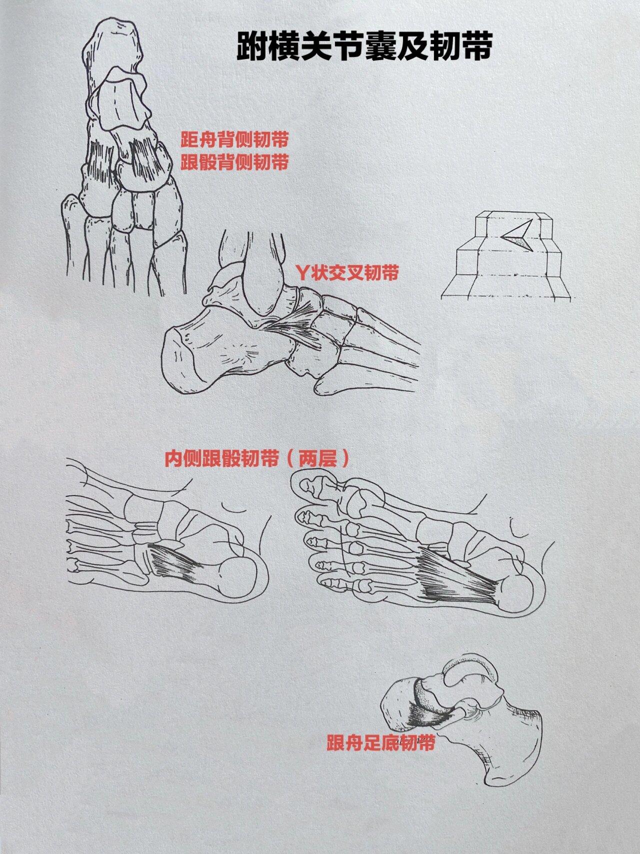 跗横关节图片