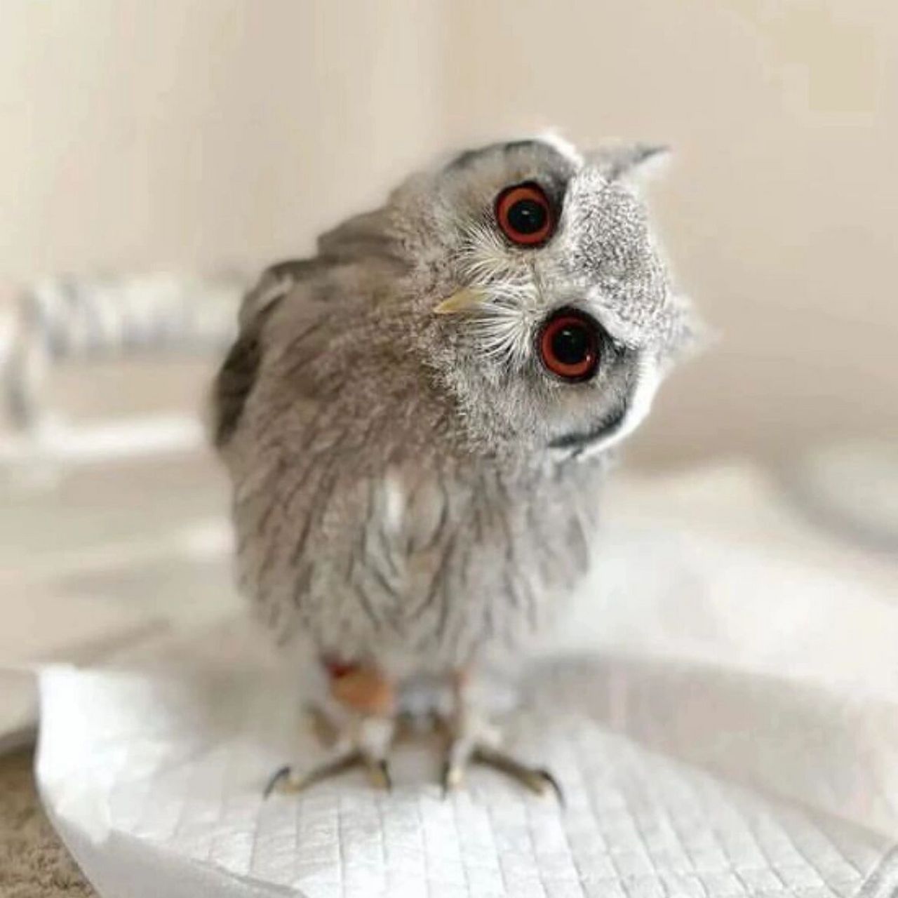 总爱歪头的猫头鹰,不担心得颈椎病么? 你注意过吗?