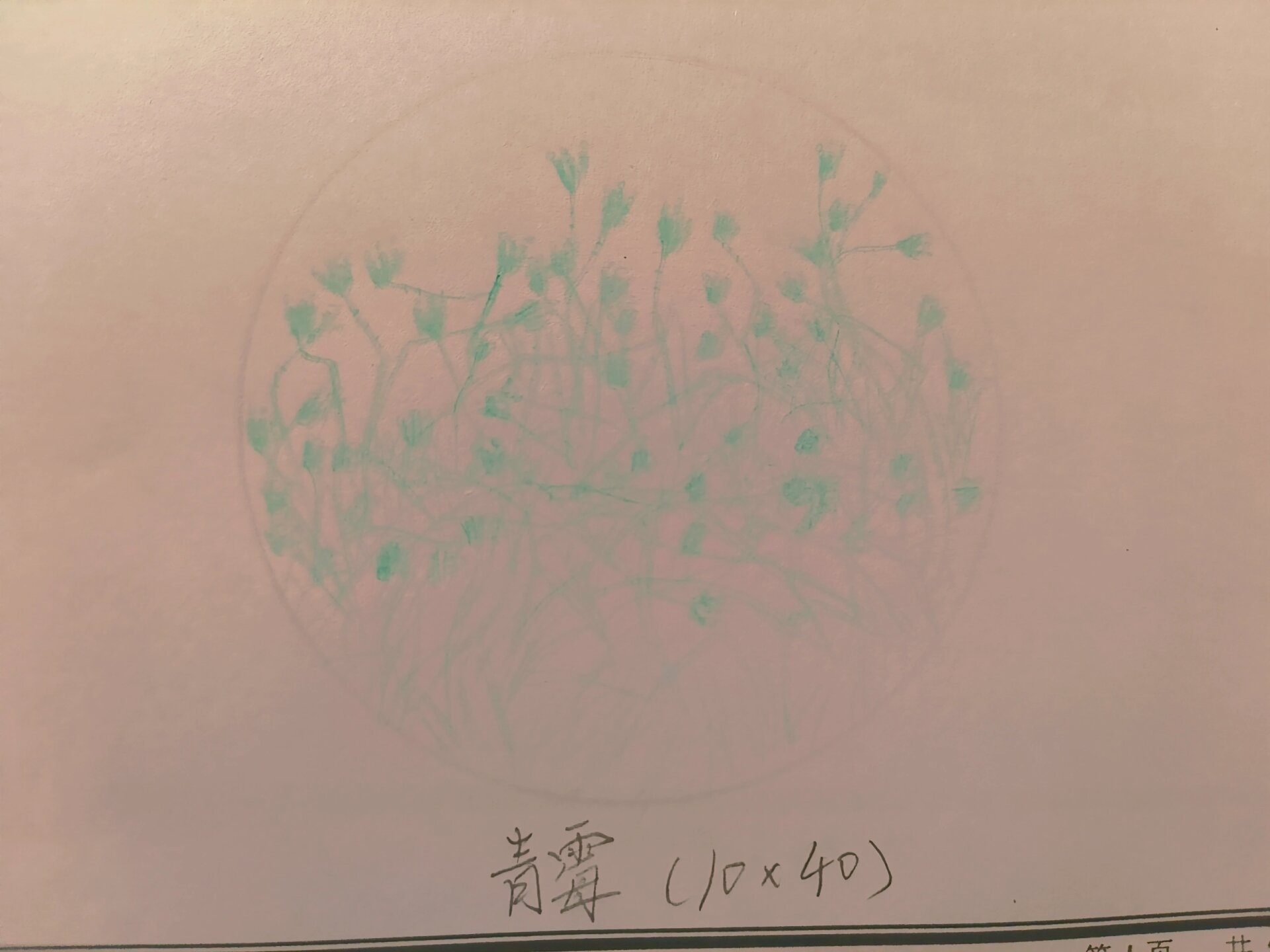 霉菌的观察手绘图