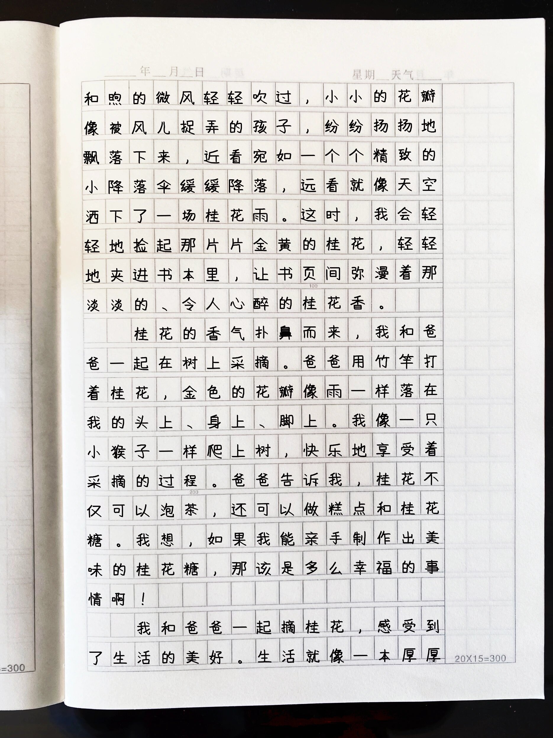 小学作文|生活万花筒|桂花篇|四上第5单元