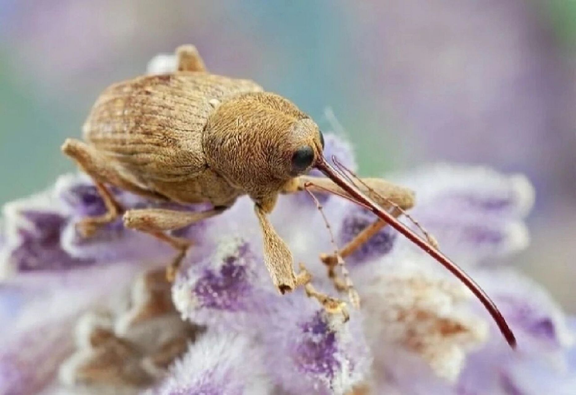我们是害虫———不是所有象鼻虫都是害虫 象鼻虫(boll weevil,拉丁学
