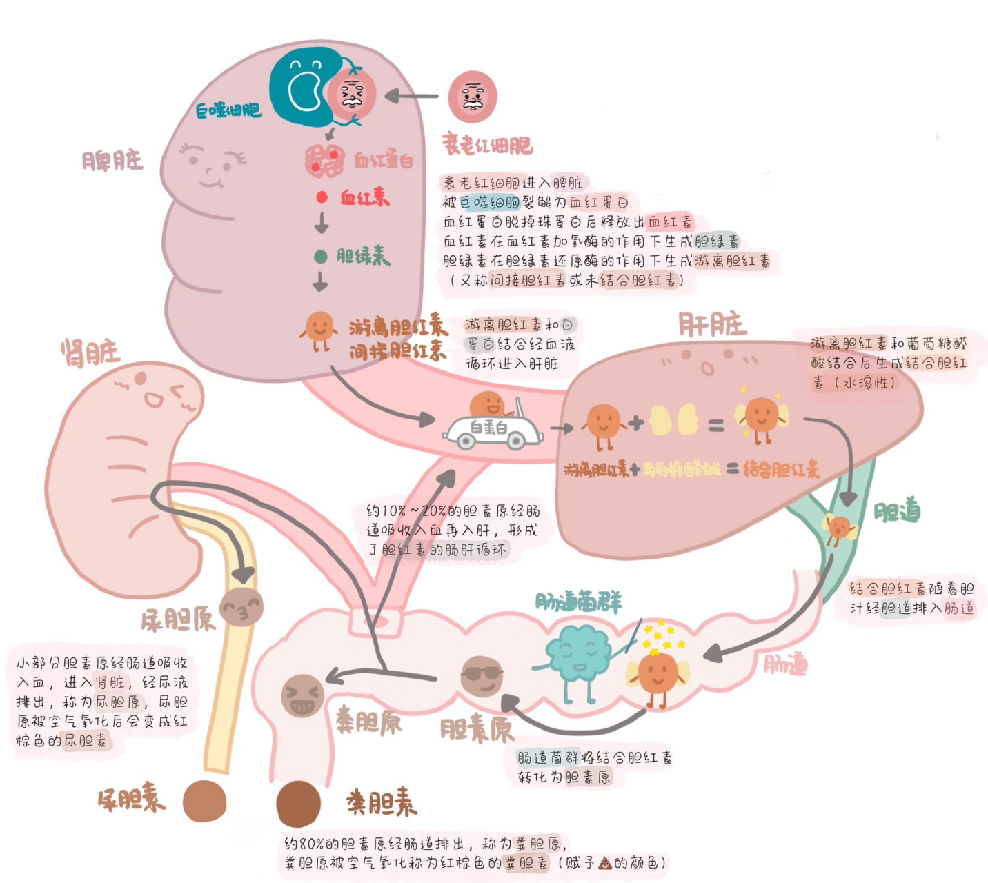 胆红素代谢过程图片