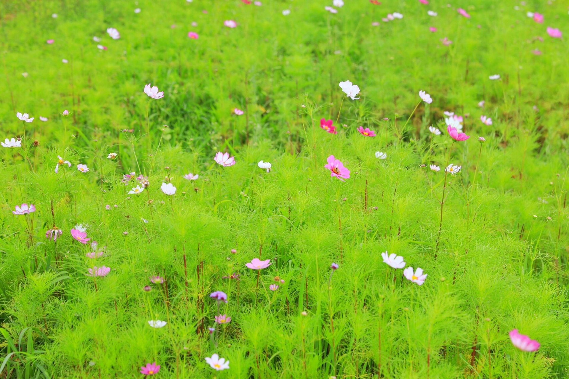威宁黔韵紫海 花开