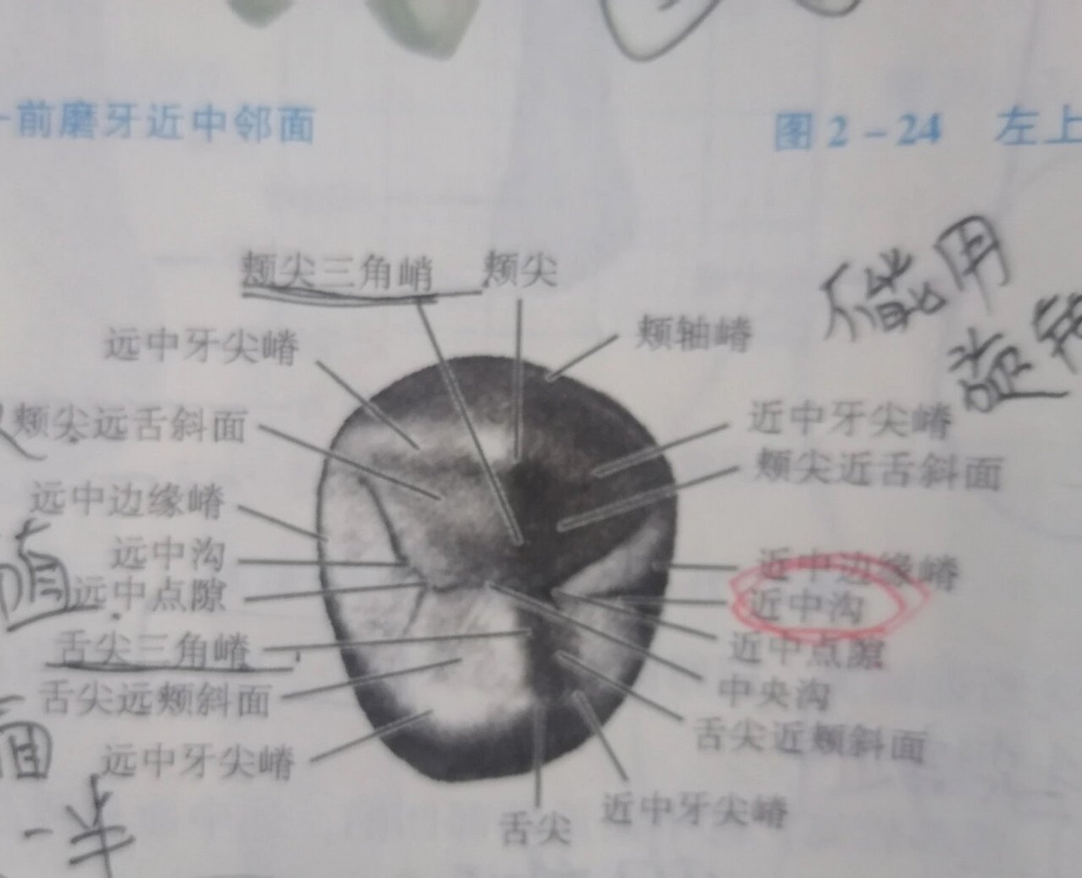 温习牙体解剖外形之上下4与上6 上颌第一前磨牙(上4)(上司) 1  是前