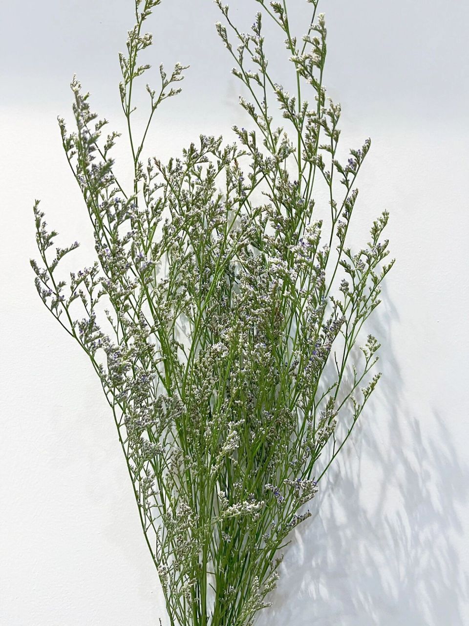 每日认识一种花材37 | 情人草 90名称:舞草.