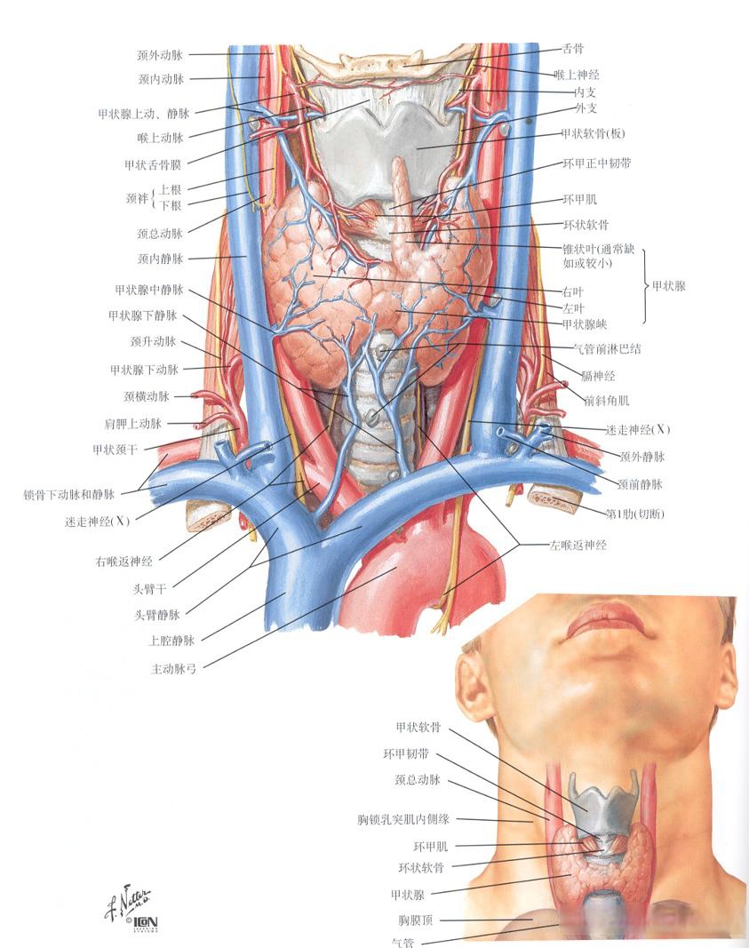 甲状腺的临床解剖 1