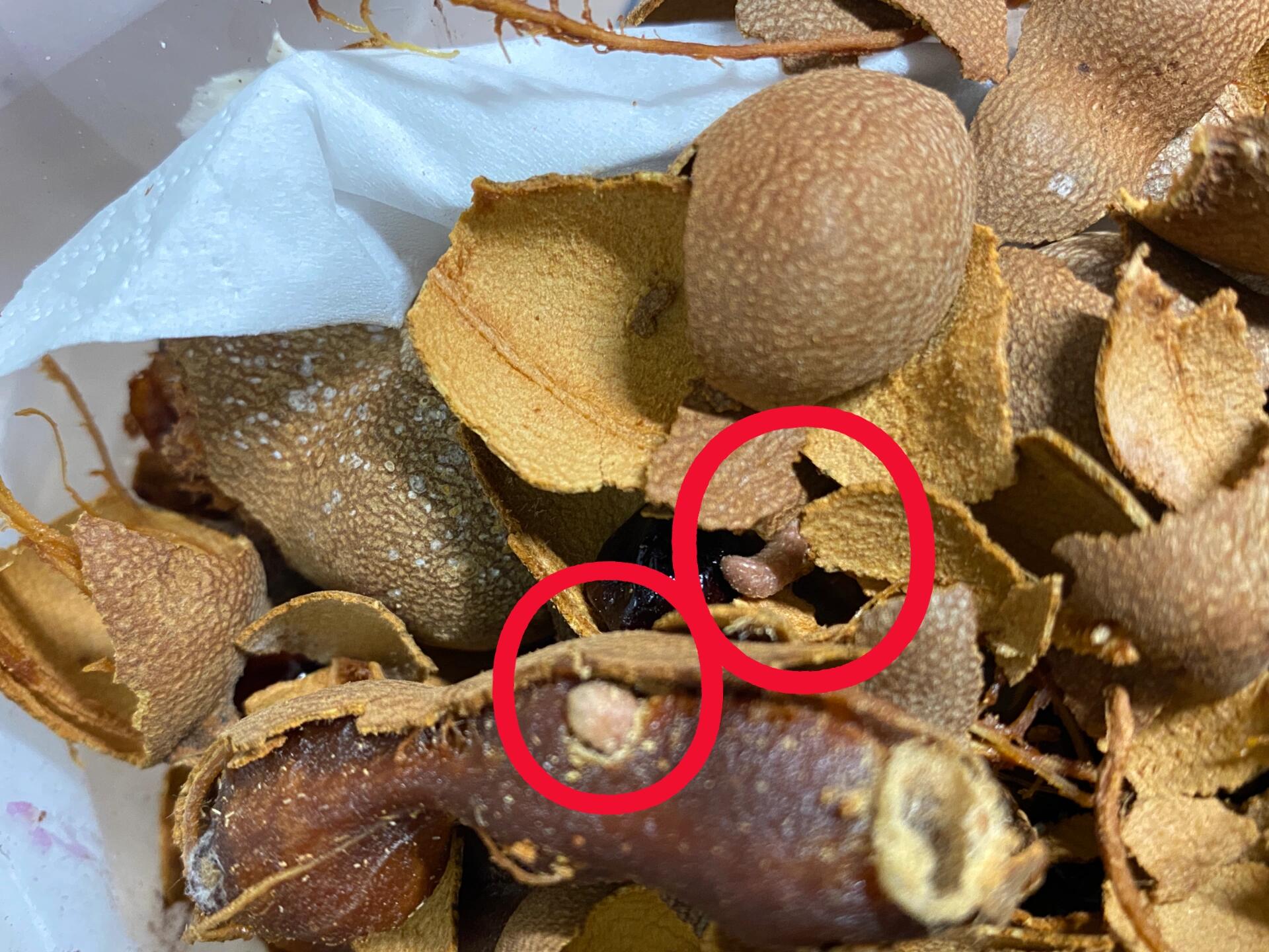 罗望子酸甜角吃出虫子