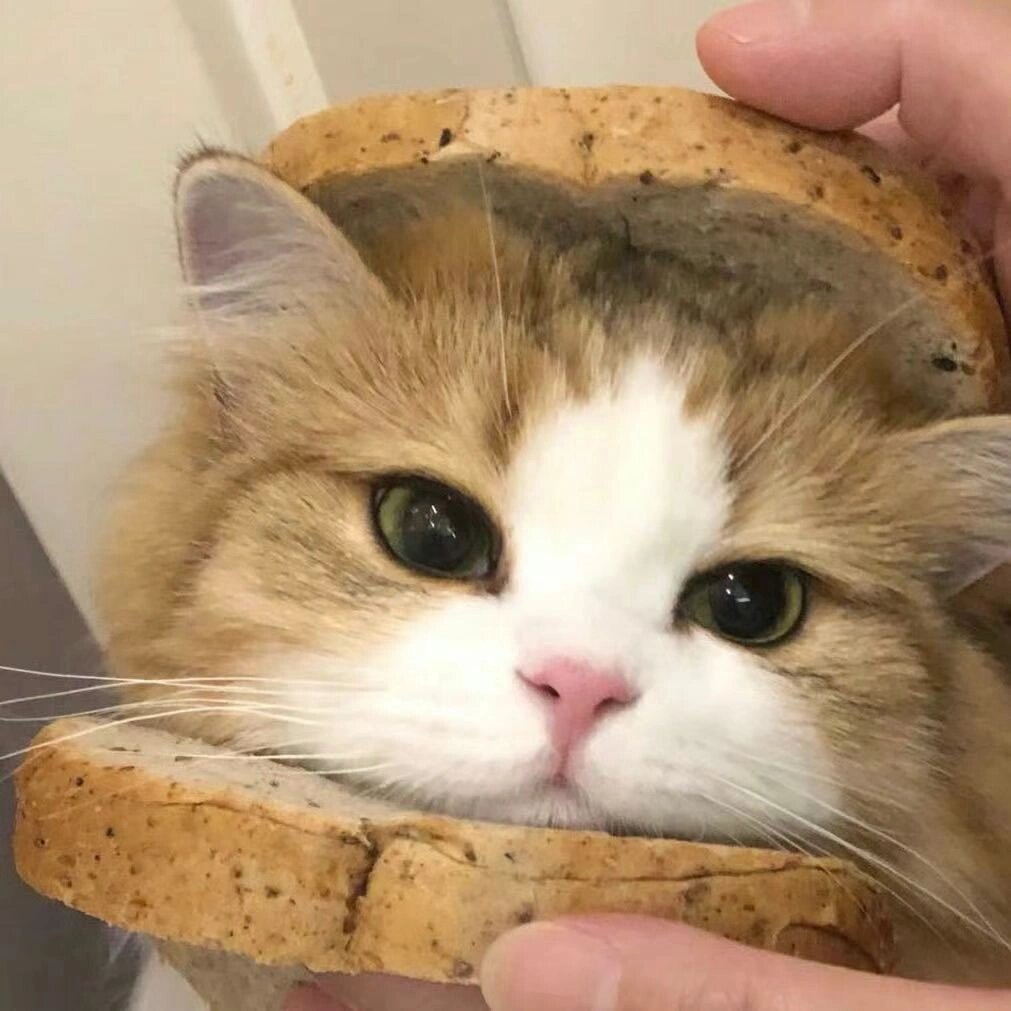 一个男生突然用可爱的小猫头像是不是说明他有对象了