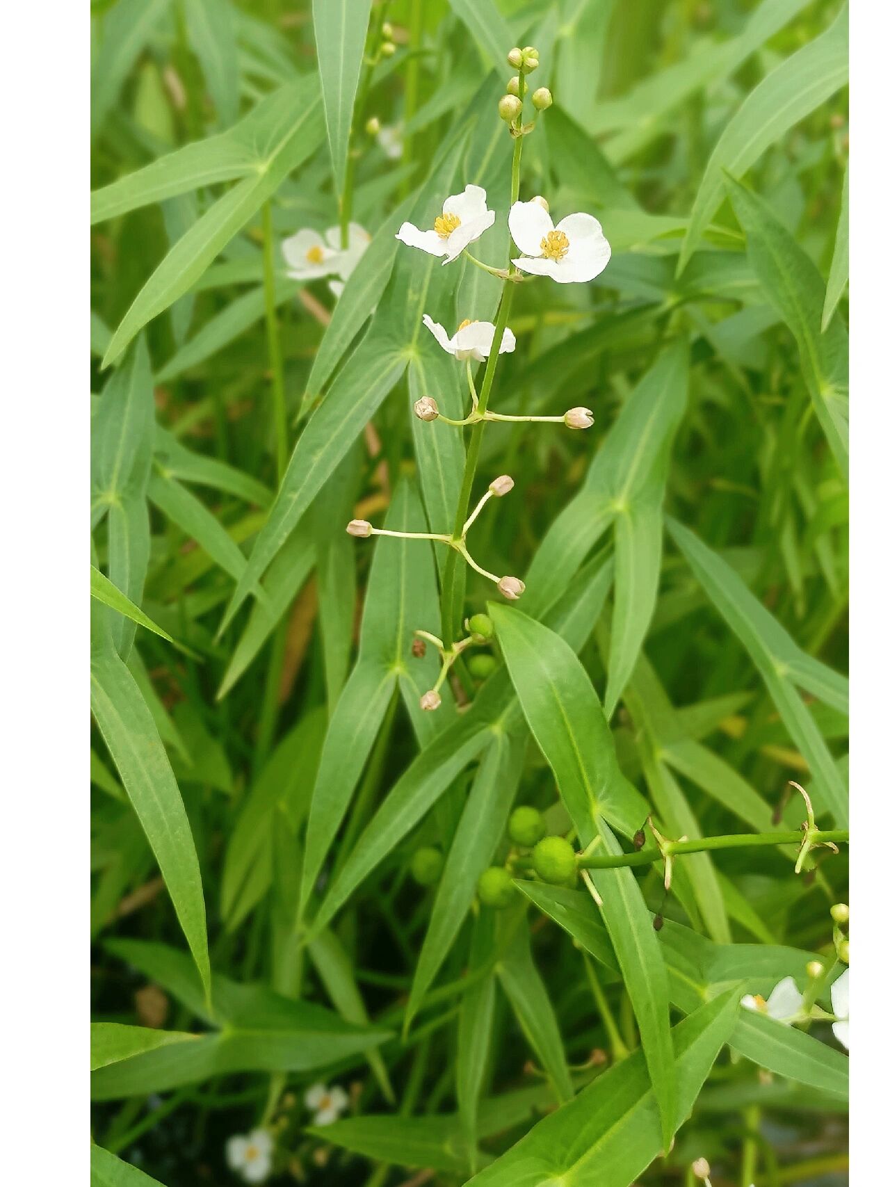 野慈菇一种昂贵的蔬菜