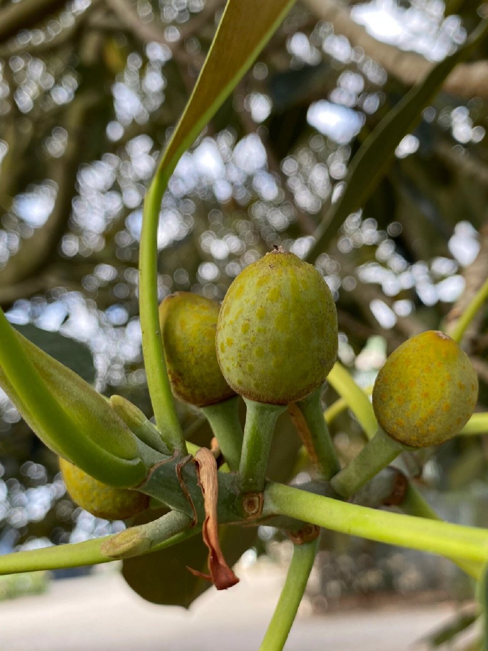 大叶榕的果实 澳洲大叶榕是一种桑科,榕属植物, 是澳洲东海岸的一种乡