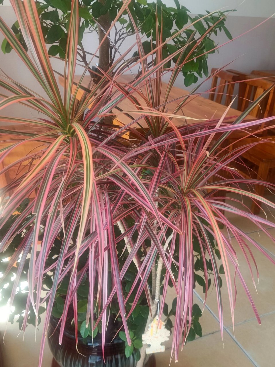 三色千年木,适宜家庭养殖 94三色千年木是龙舌兰科,龙血树属,常绿小