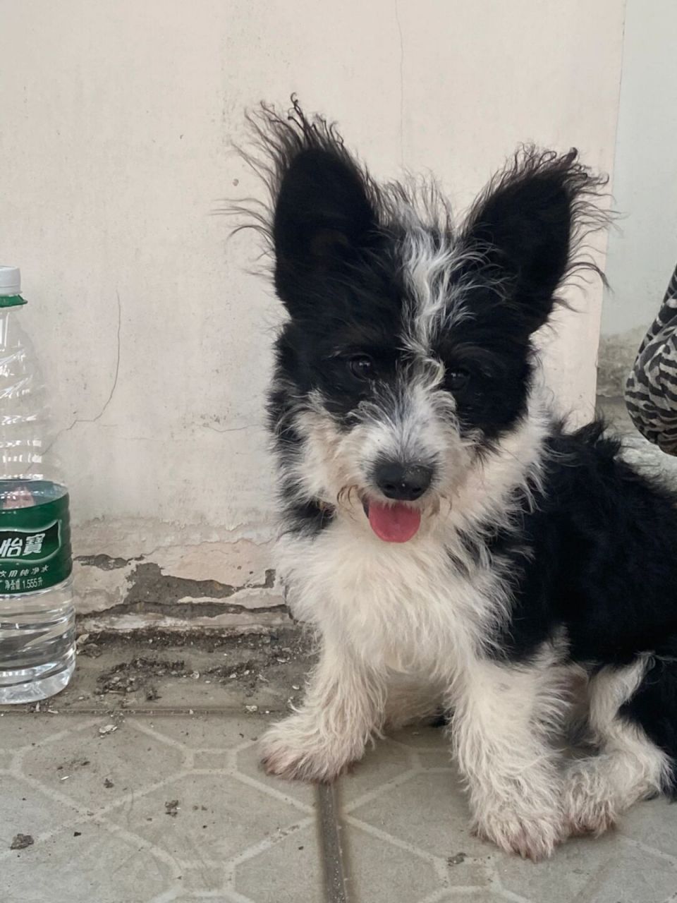 柯基比熊混血真的会爱 火锅少爷真是又潦草又帅