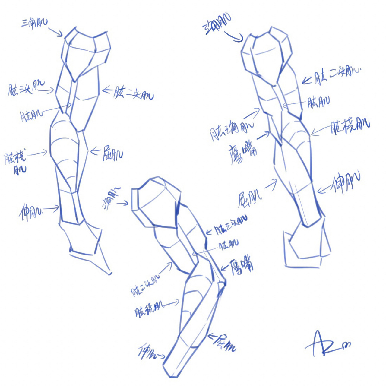 人体结构 手臂集合