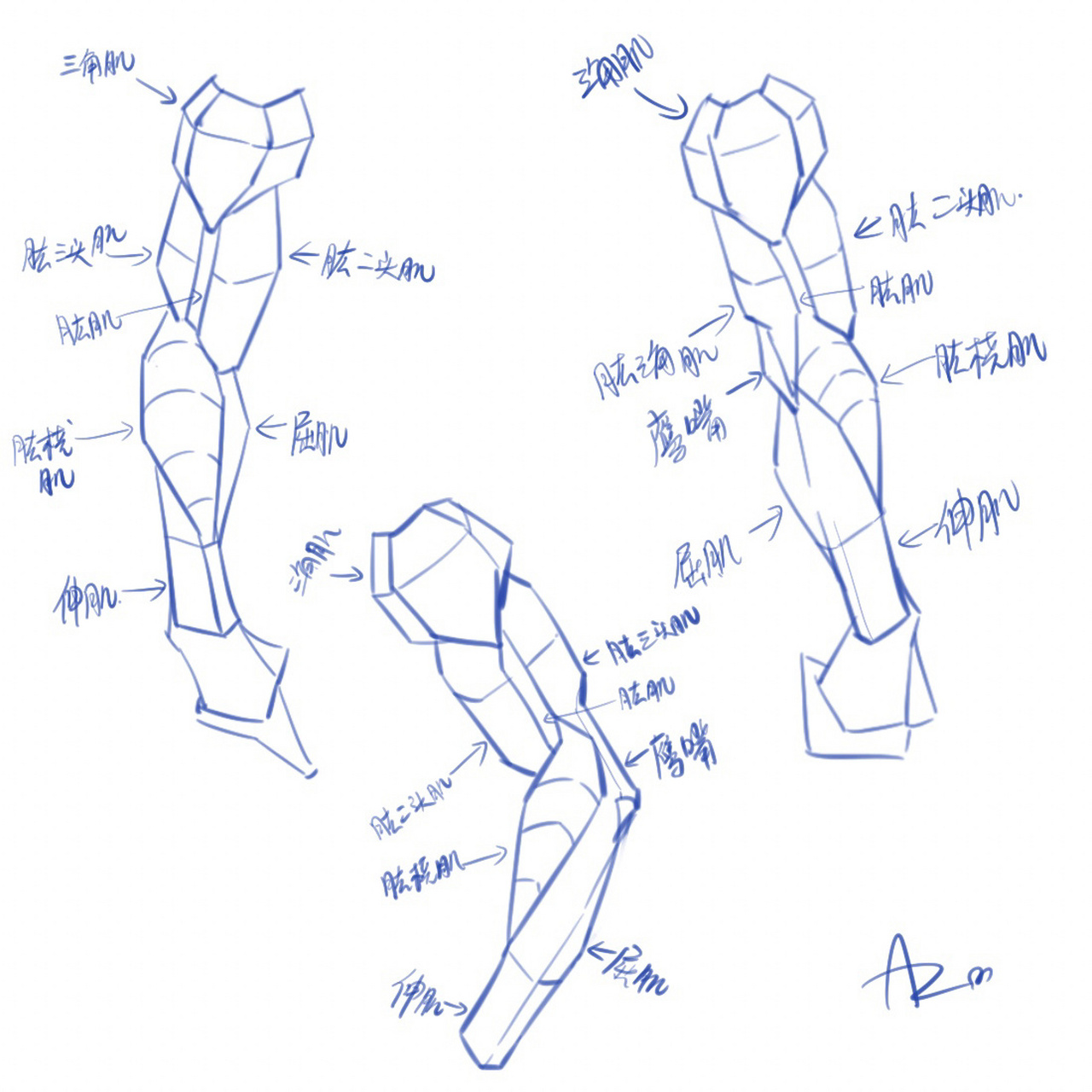 手臂的结构图片