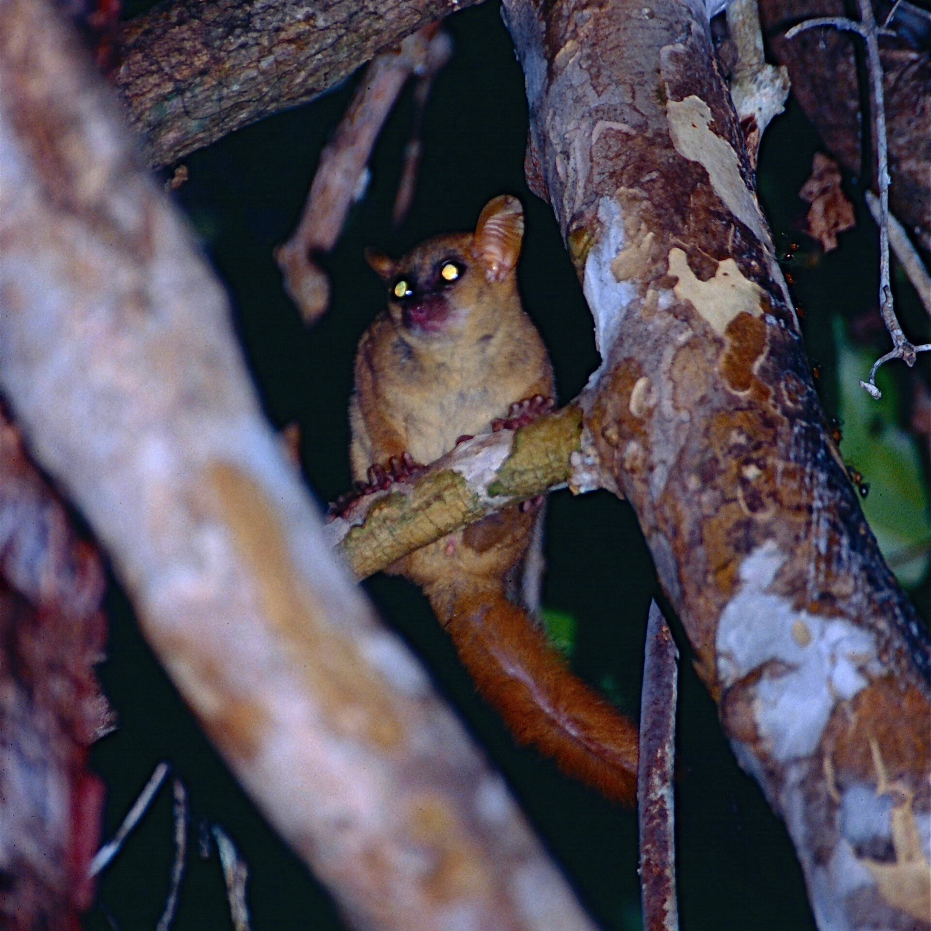 giant mouse lemur 科氏倭狐猴 是 mirza 科氏倭狐猴属狐猴的称呼