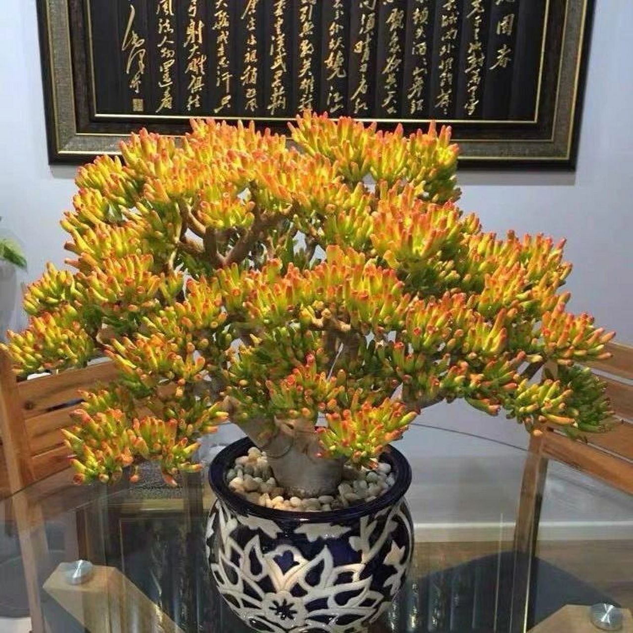 吸财树叶子翠绿,四季常青,寓意"吸收财气,财源广进",因此被很多人做