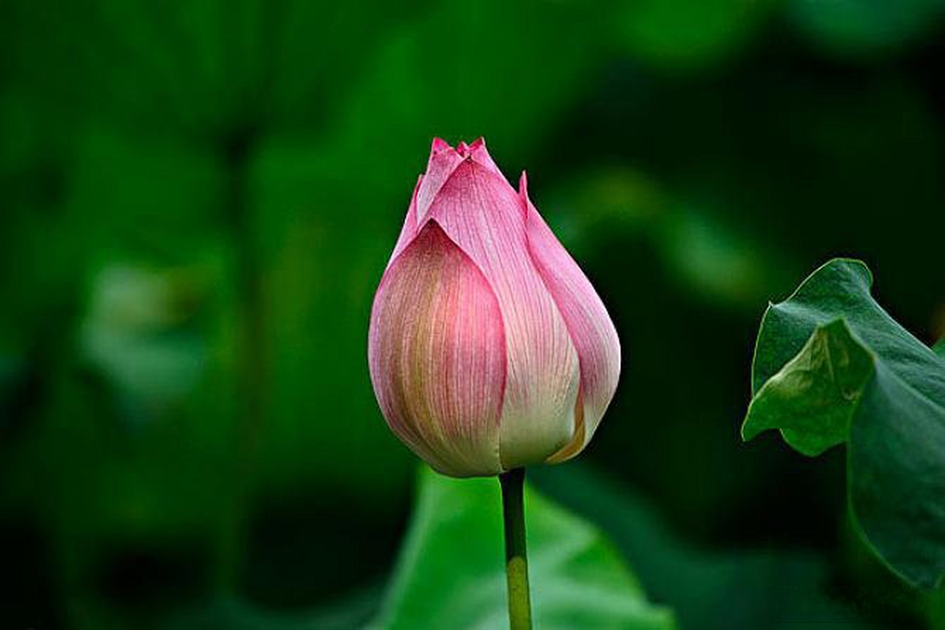 古风·听刀郎《弹词话本·鸳鸯枕》 闺阁春郁牡丹艳, 大海翻波潮不平.
