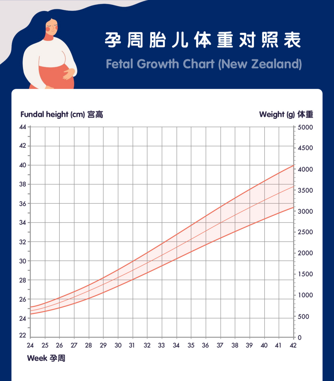 孕周胎儿体重对照表 02怀孕中后期会做b超检查胎儿体重,新西兰的