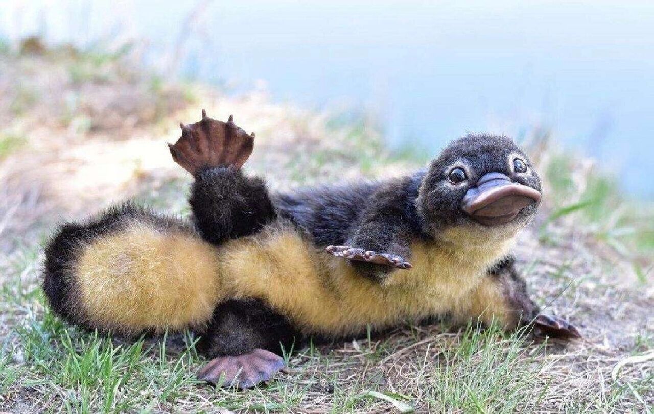 每天认识一种宝藏动物98005 96名称:鸭嘴兽 96简介:最原始的