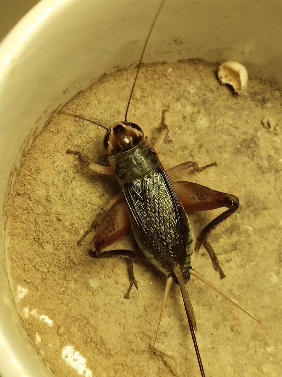 花头母油葫芦 几条漂亮的花头母油葫芦,今年份起来