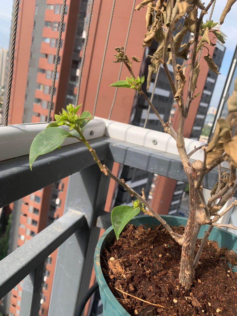 三角梅更盆施肥后干枯了……花友救救我的梅 花友们,帮忙看看我的