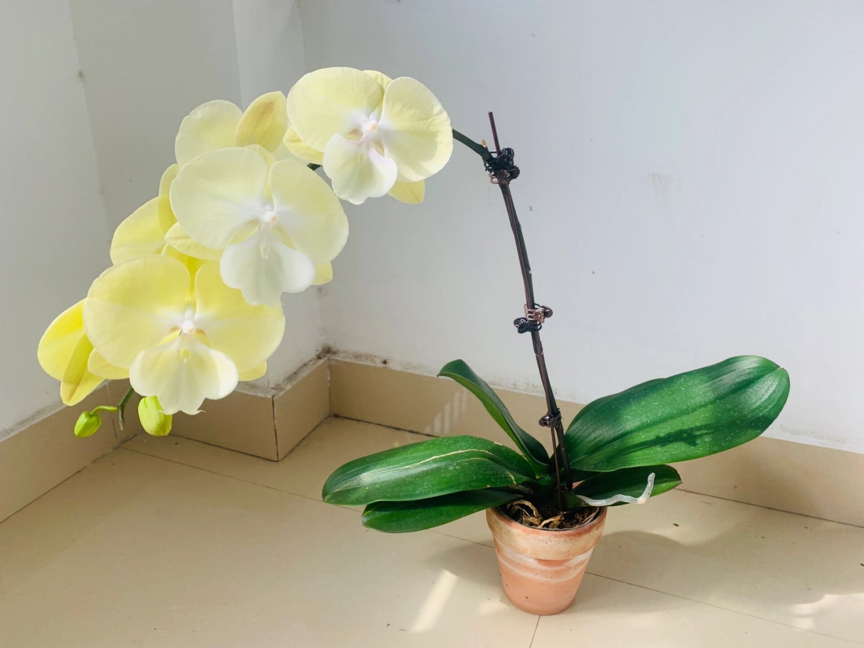 全网最美星月大舌头蝴蝶兰 看了看,小红书,没有比我更漂亮的,于是就冲