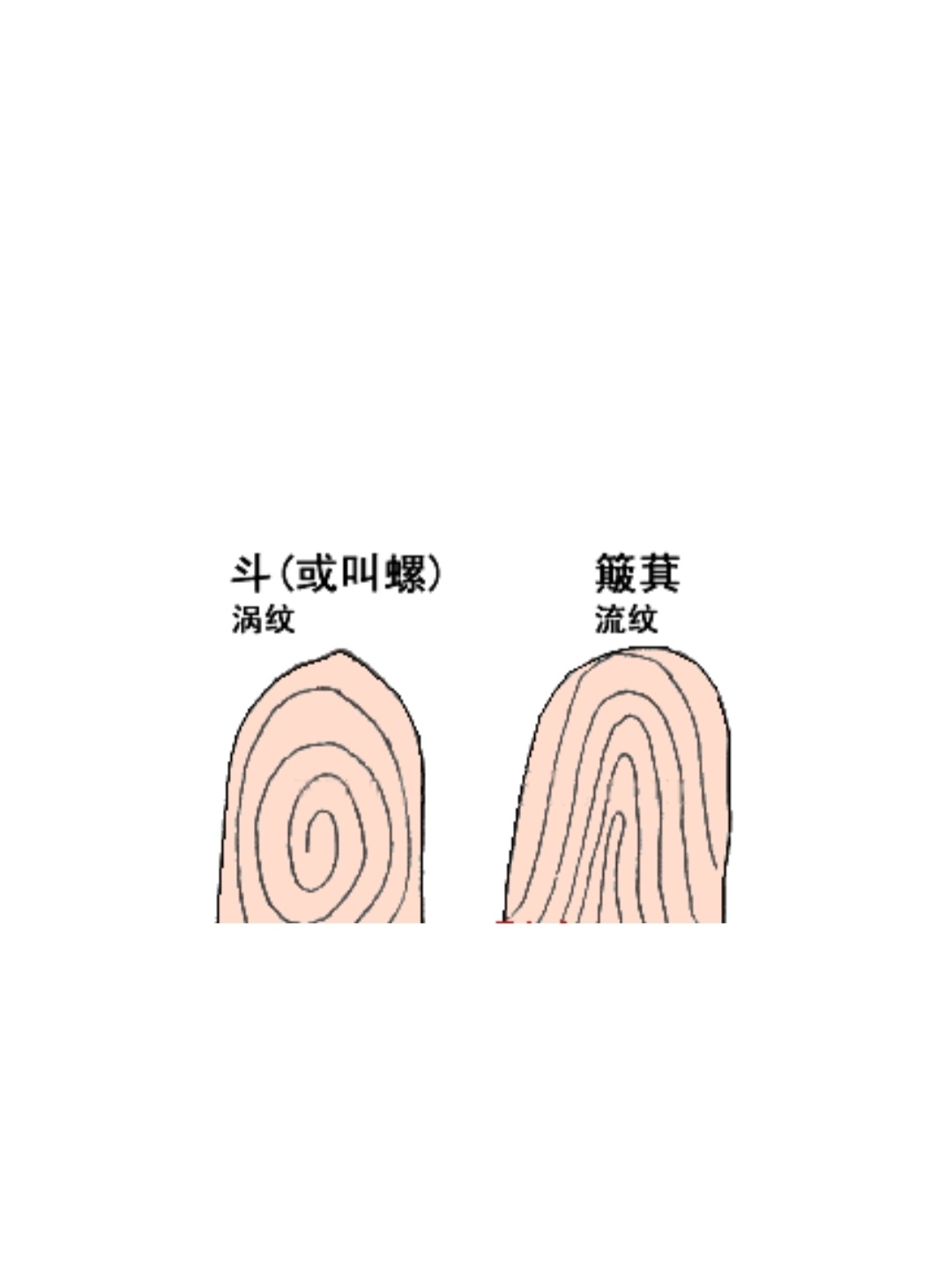 手指斗的数量代表家族病史的遗传情况!