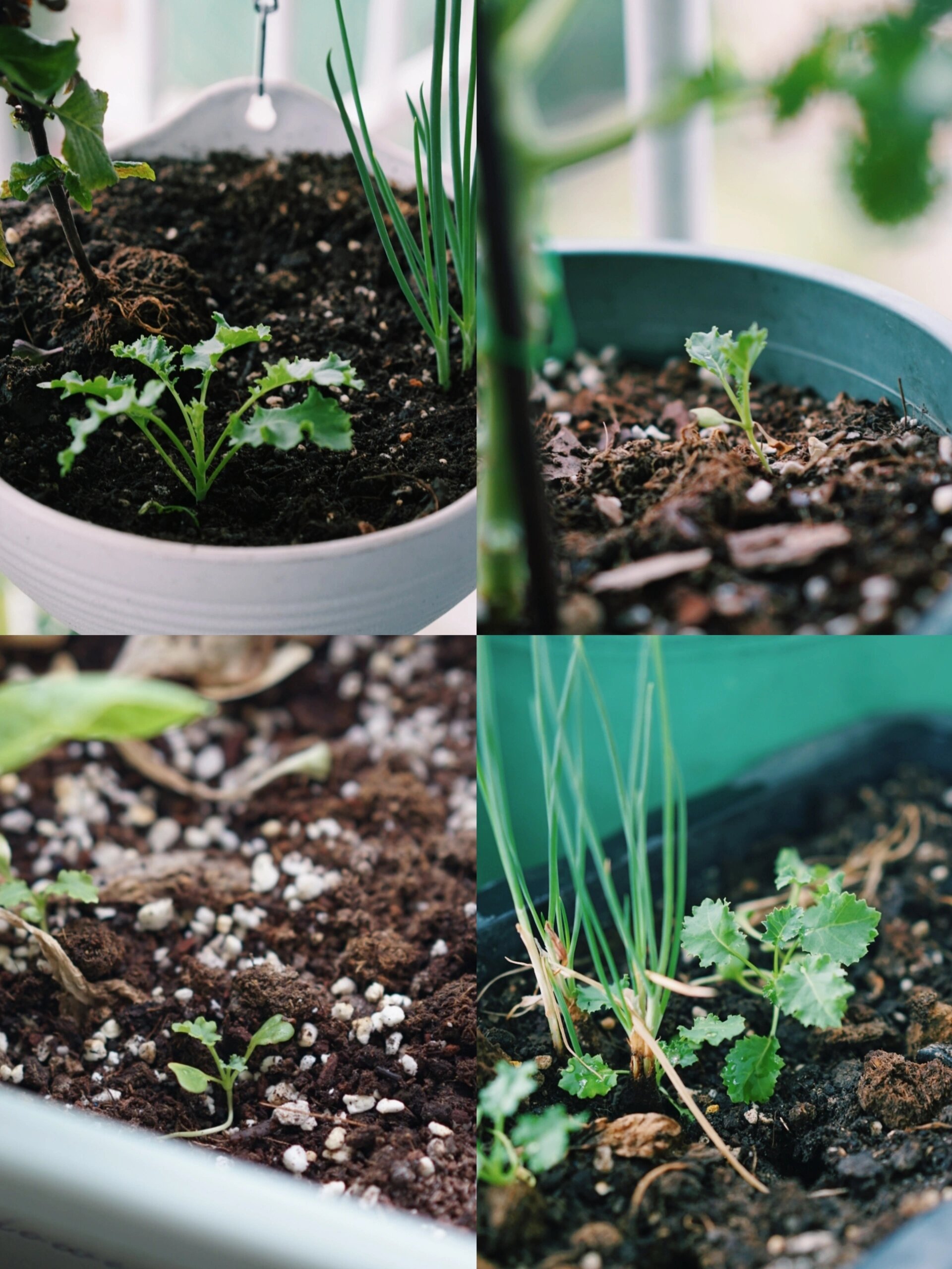 羽衣甘蓝|散落在花盆里的种子发芽啦🌱