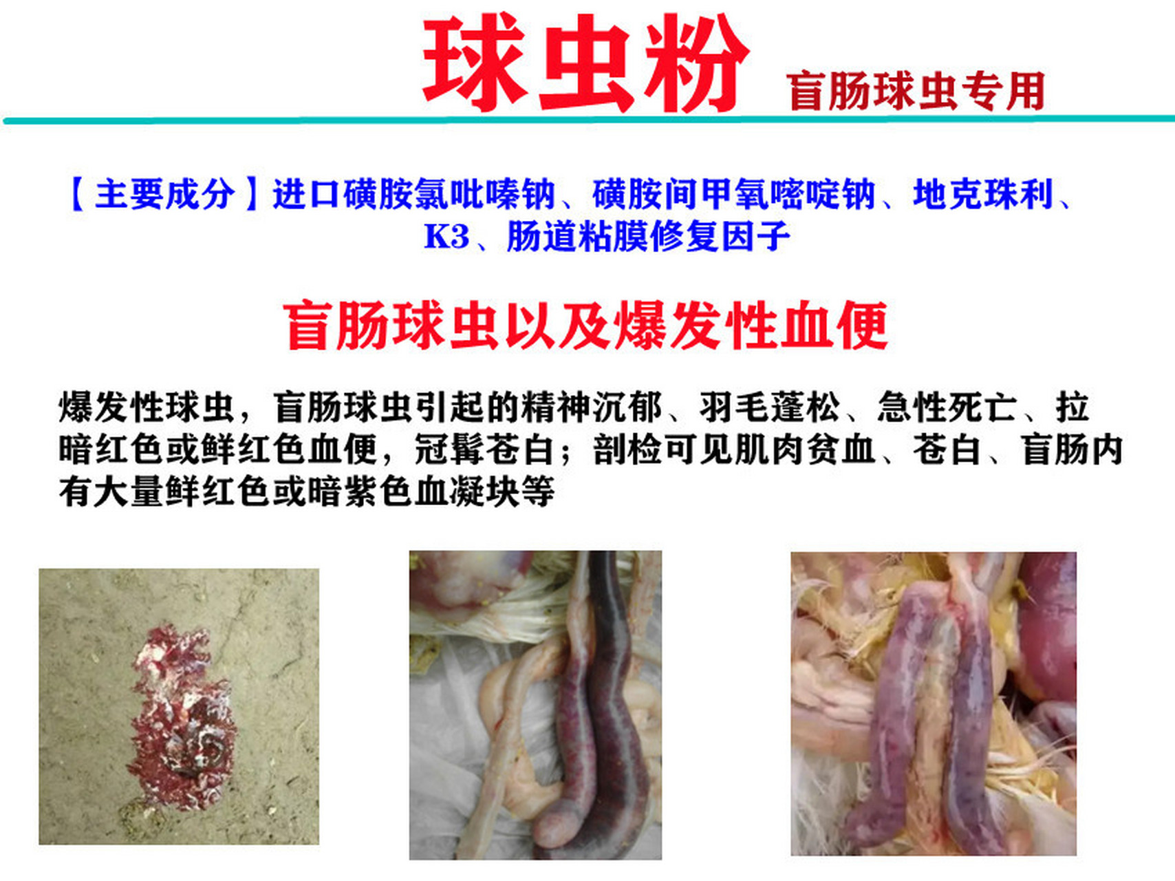 鸡鸭鹅拉红色粪便血便用什么药鸡拉血便症状 大家好 我是专注禽病事业