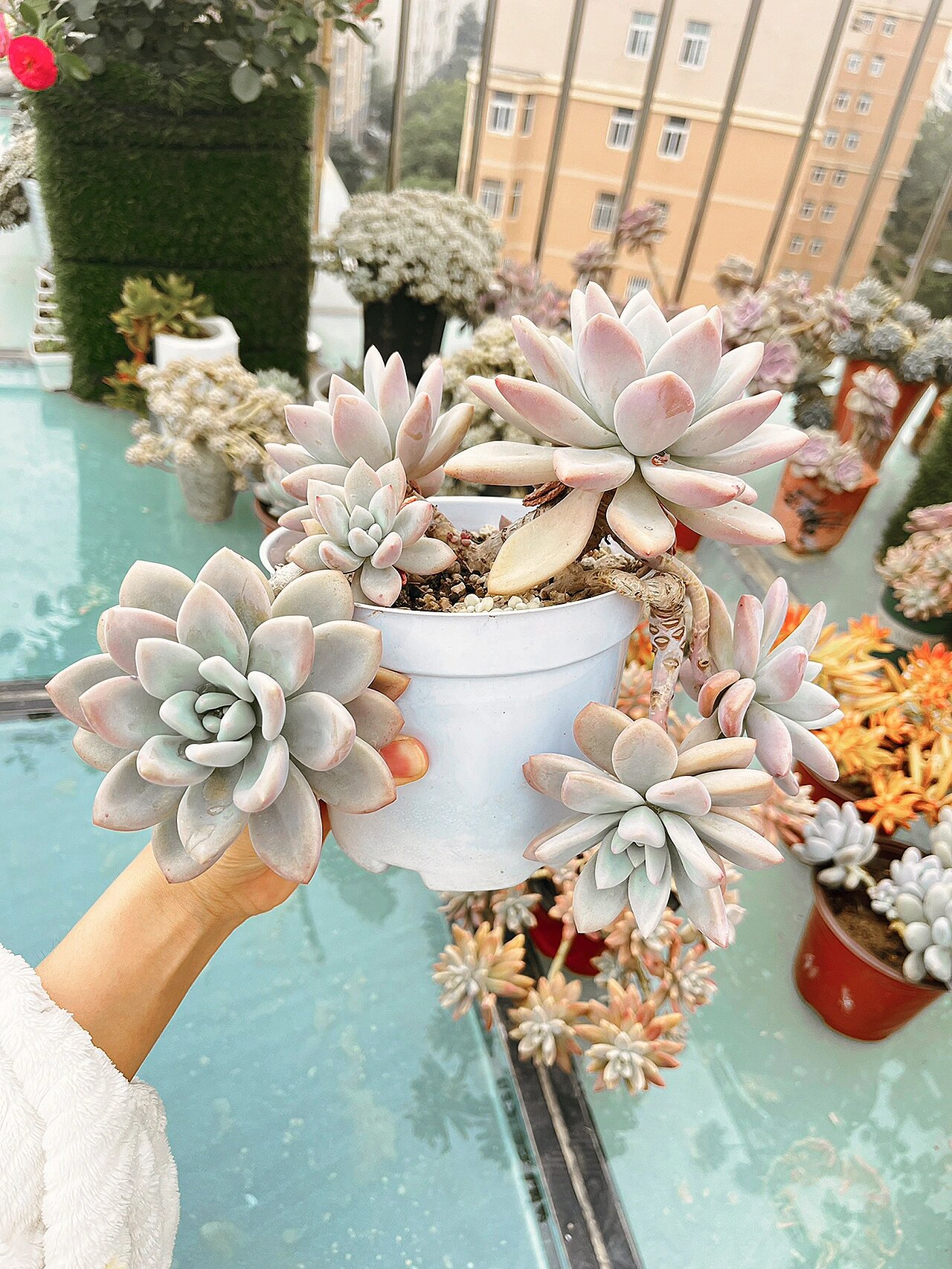 多肉-奥普琳娜 一组奥普小胖子,很容易出状态,胖嘟嘟的,粉嘟嘟的,喜欢